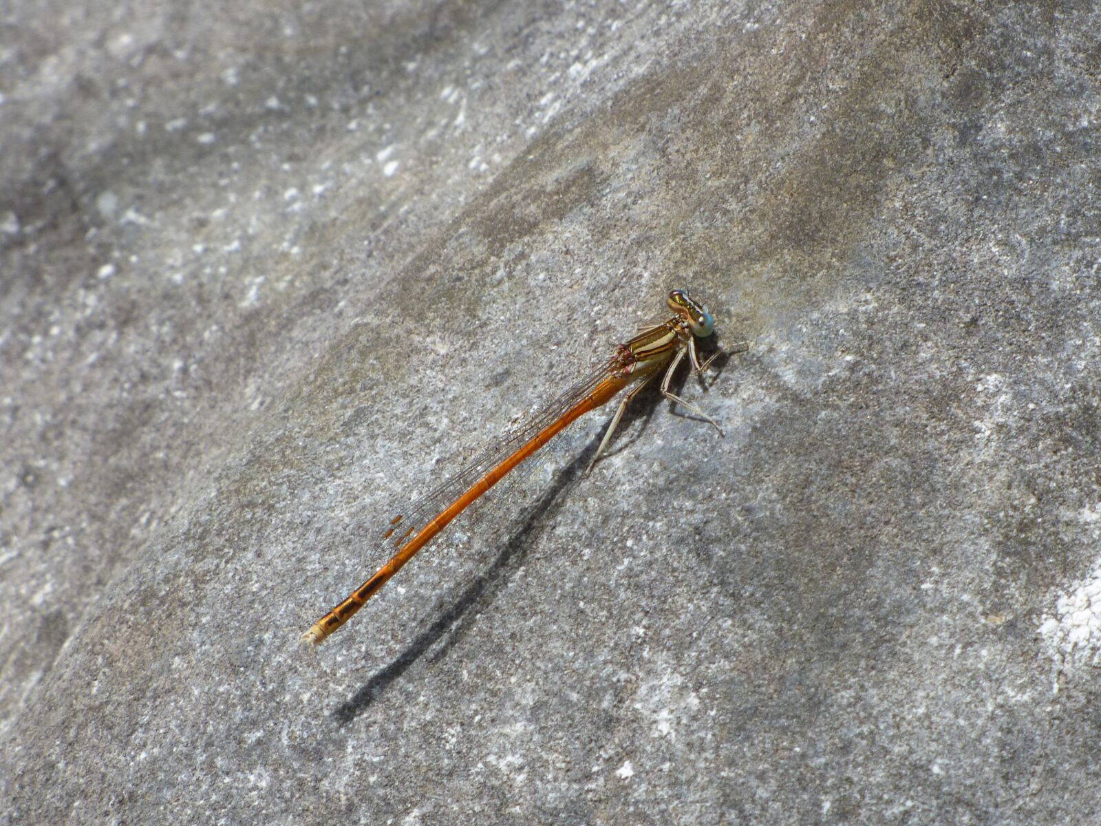 Panasonic Lumix DMC-FZ70 sample photo. Platycnemis acutipennis, orange dragonfly photography