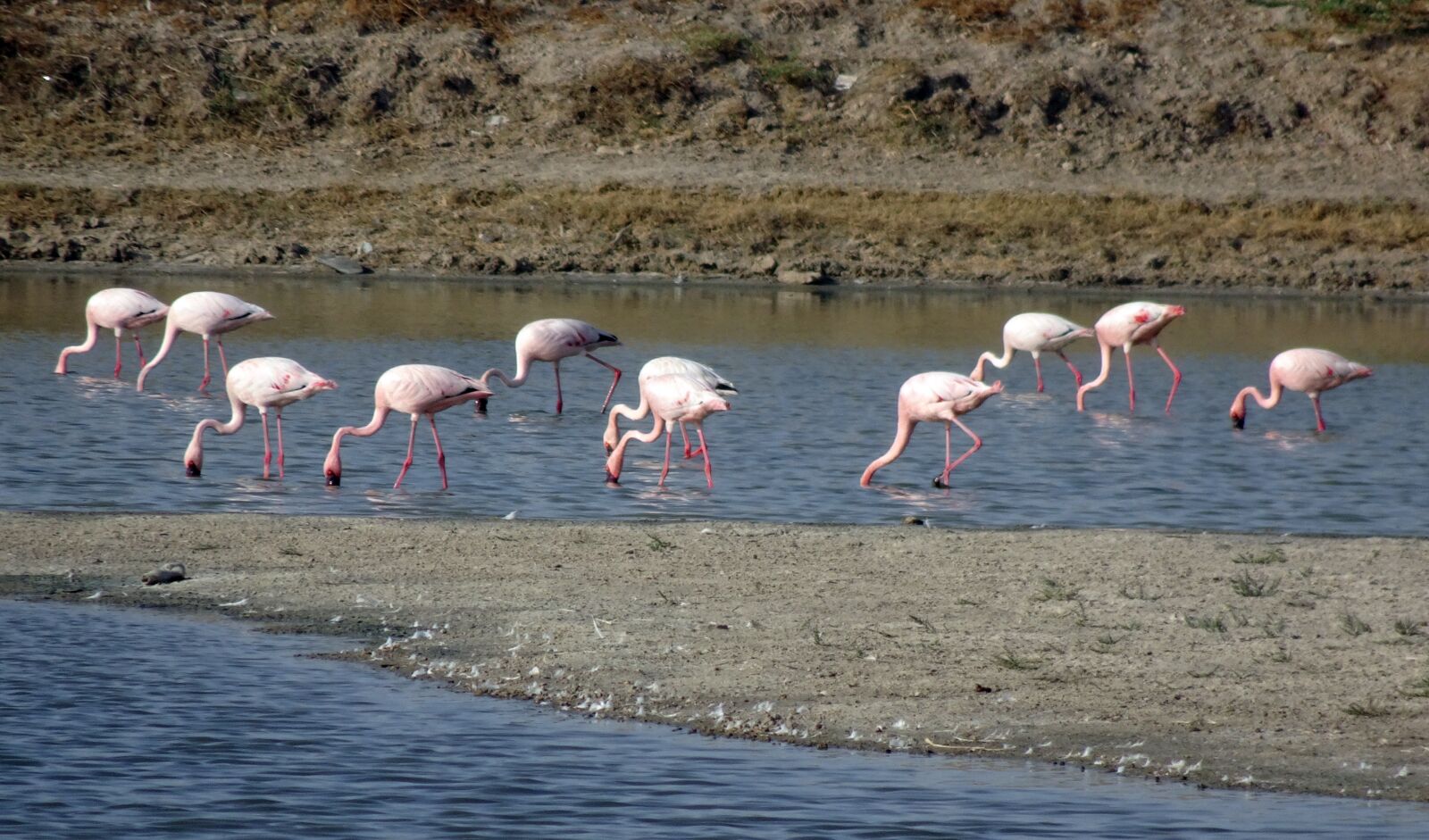 Sony Cyber-shot DSC-HX90V sample photo. Bird, lesser flamingo, phoeniconaias photography