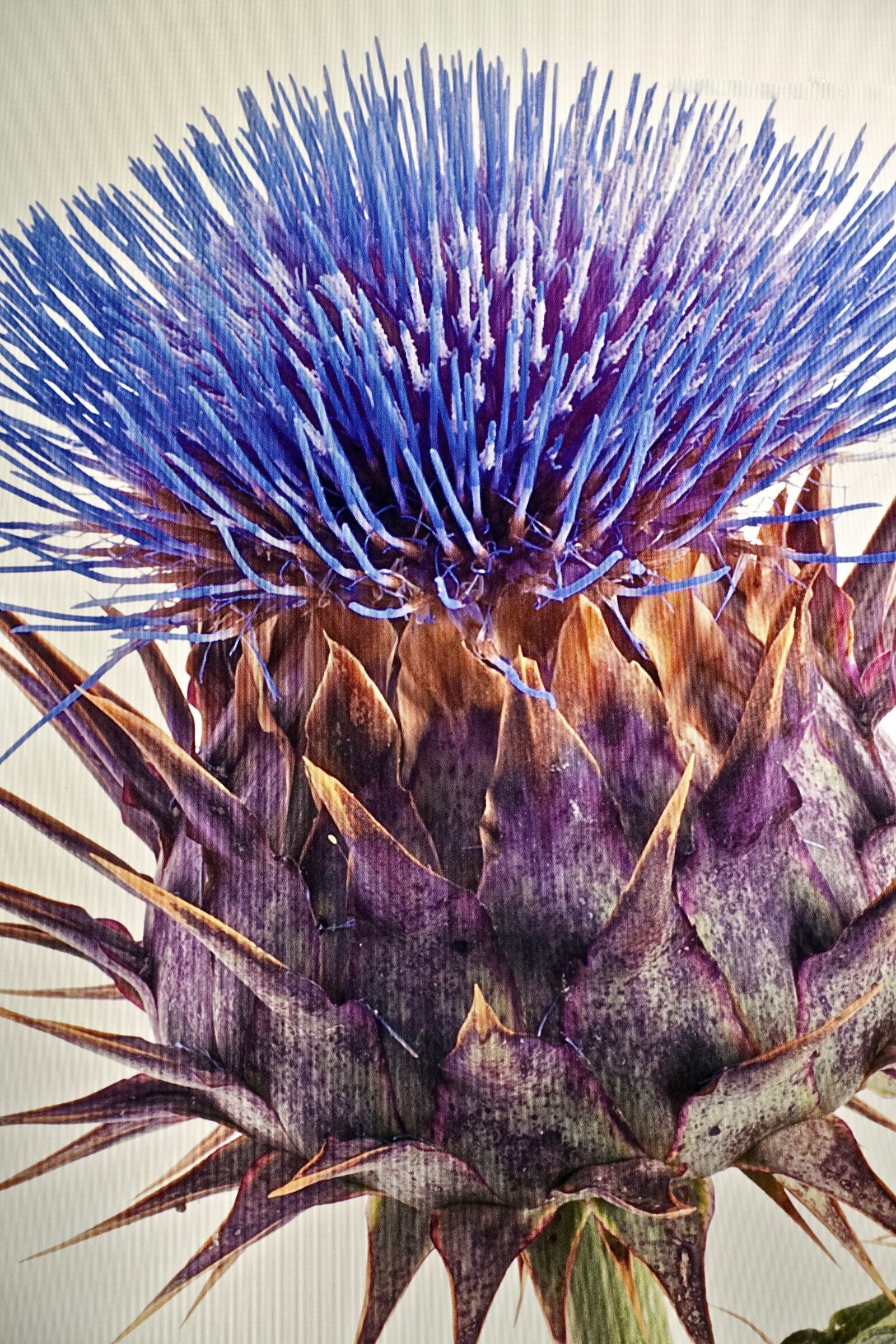 Sony Cyber-shot DSC-RX100 III sample photo. Artichoke, flower, closeup photography