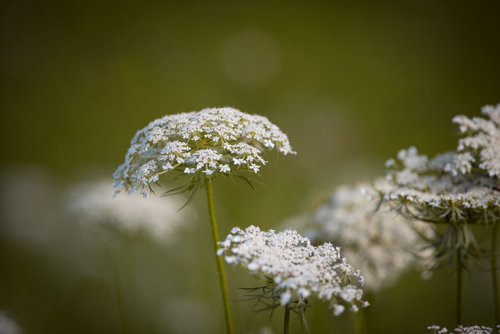 Nikon D750 sample photo. Carrot, wild carrot, plant photography