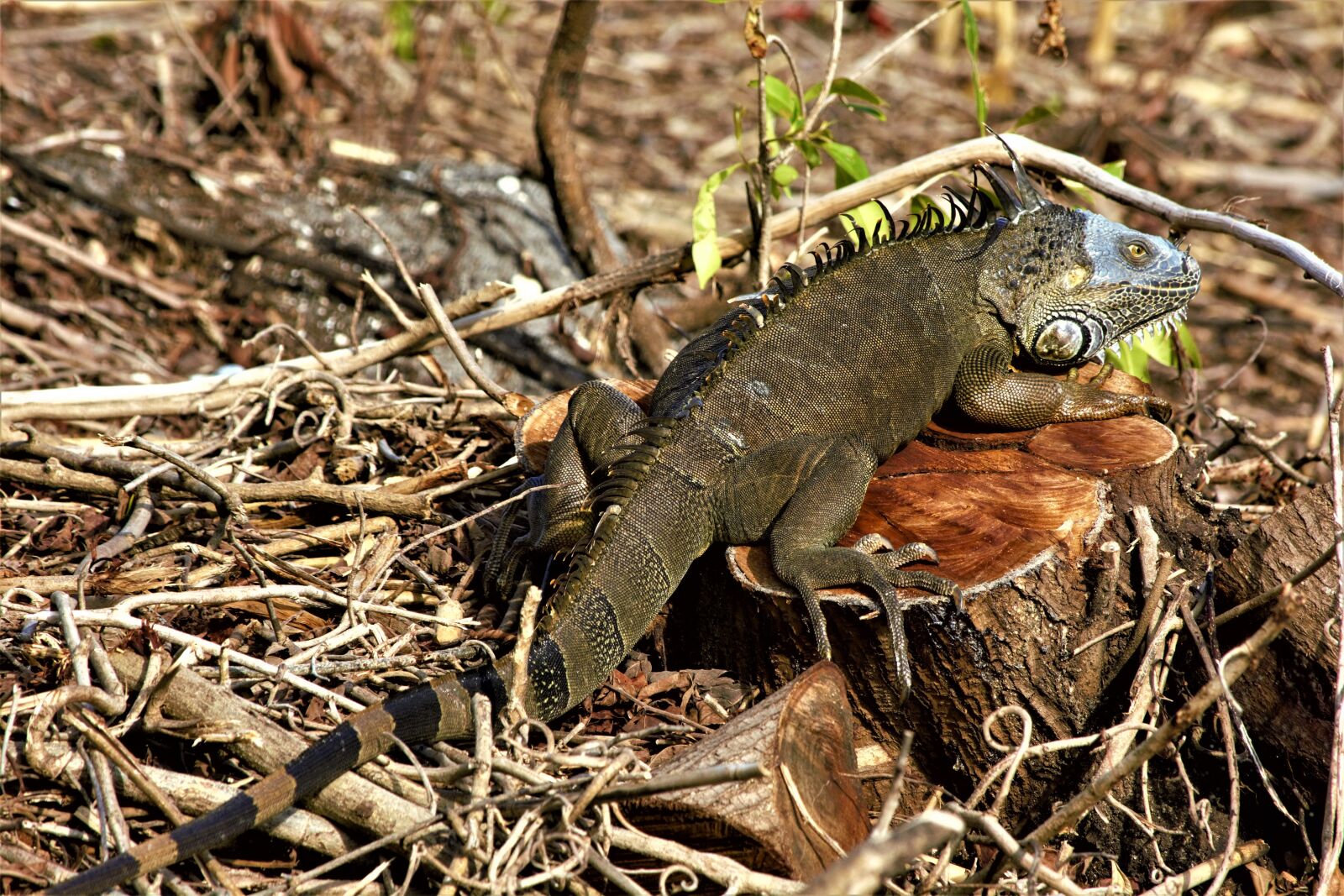 Nikon D7100 sample photo. Iguana, large, claws photography