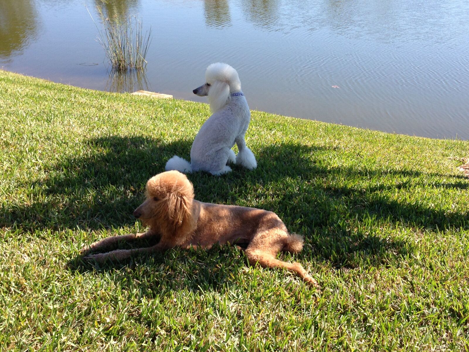 Apple iPhone 5 sample photo. Poodles, white poodle, dogs photography