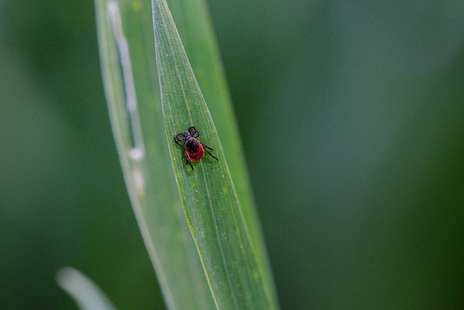 Canon EOS 70D sample photo. Insect, nature, leaf photography