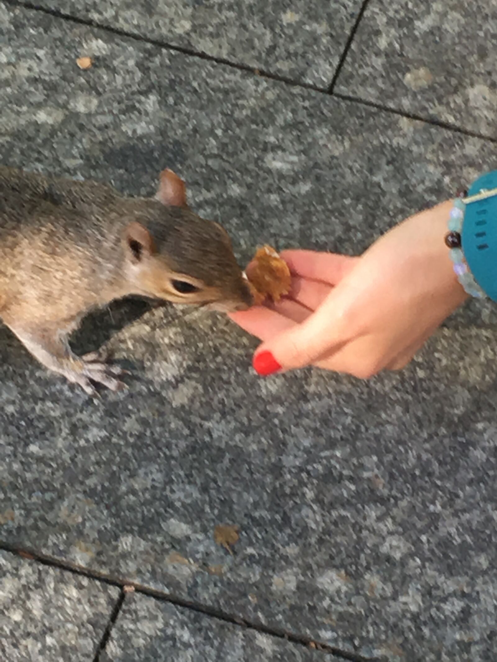 iPhone SE back camera 4.15mm f/2.2 sample photo. Squirrel, hand, food photography