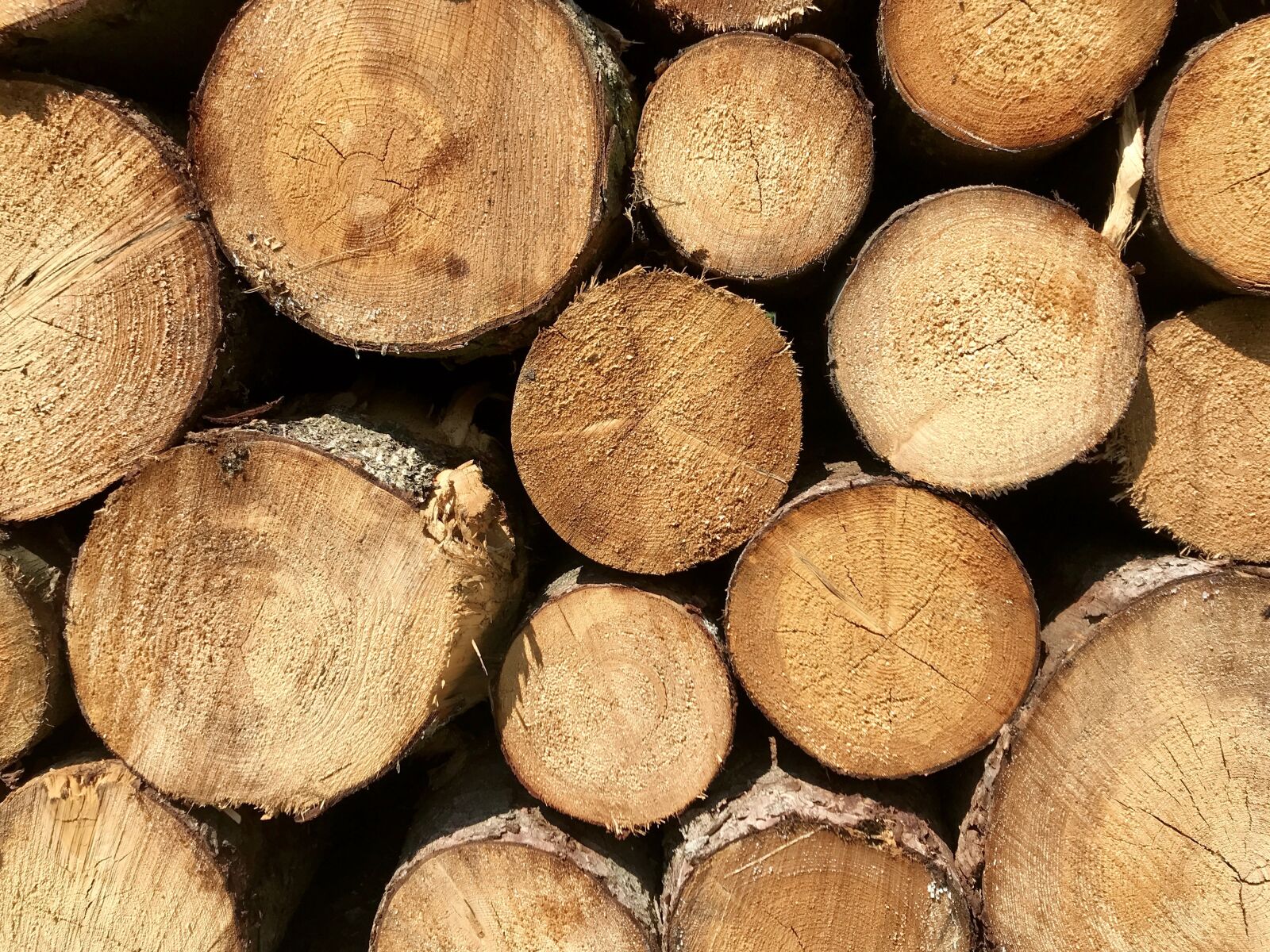 iPhone 7 back camera 3.99mm f/1.8 sample photo. Tree trunks, wood, trees photography