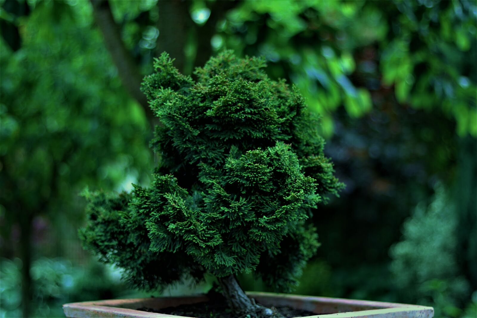 Canon EOS 750D (EOS Rebel T6i / EOS Kiss X8i) sample photo. Garden, plants, spring photography
