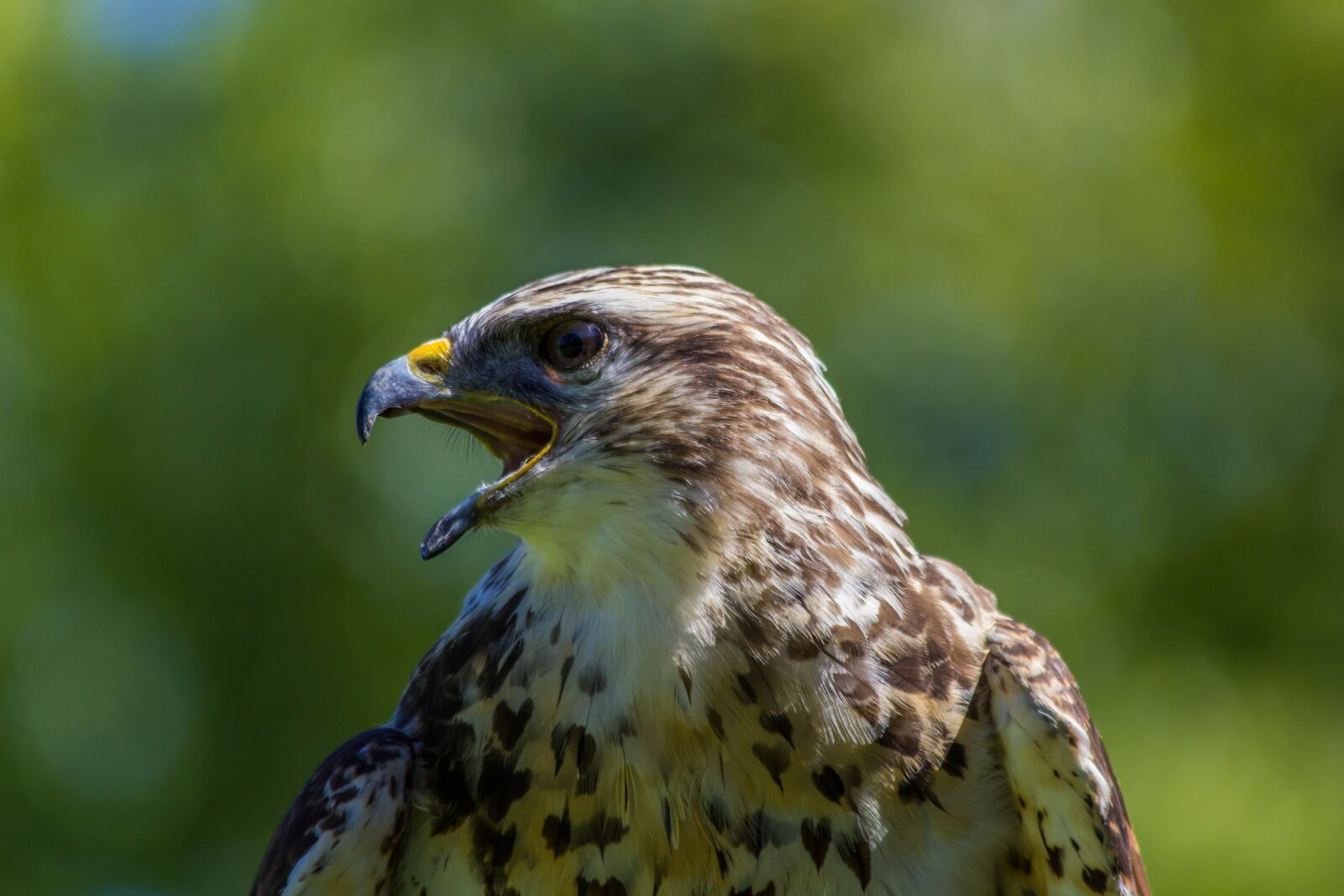 Canon EF 70-300mm F4-5.6 IS USM sample photo. Wild life, birds, nature photography