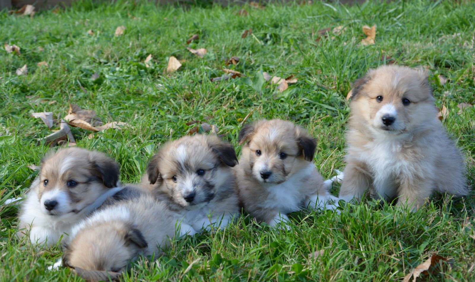 Nikon D5200 sample photo. Puppies, puppy, dogs photography