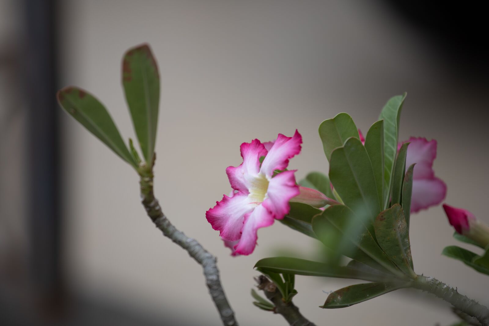 Canon EOS RP sample photo. Invited to visit, flowers photography