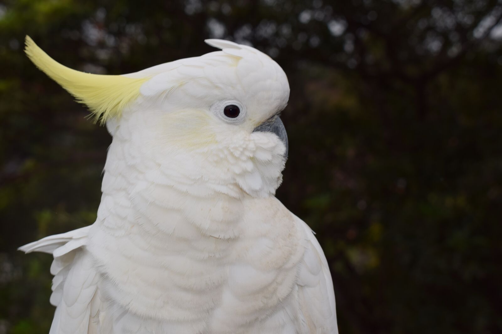 Nikon D3300 sample photo. Bird, australia, cockatoo photography