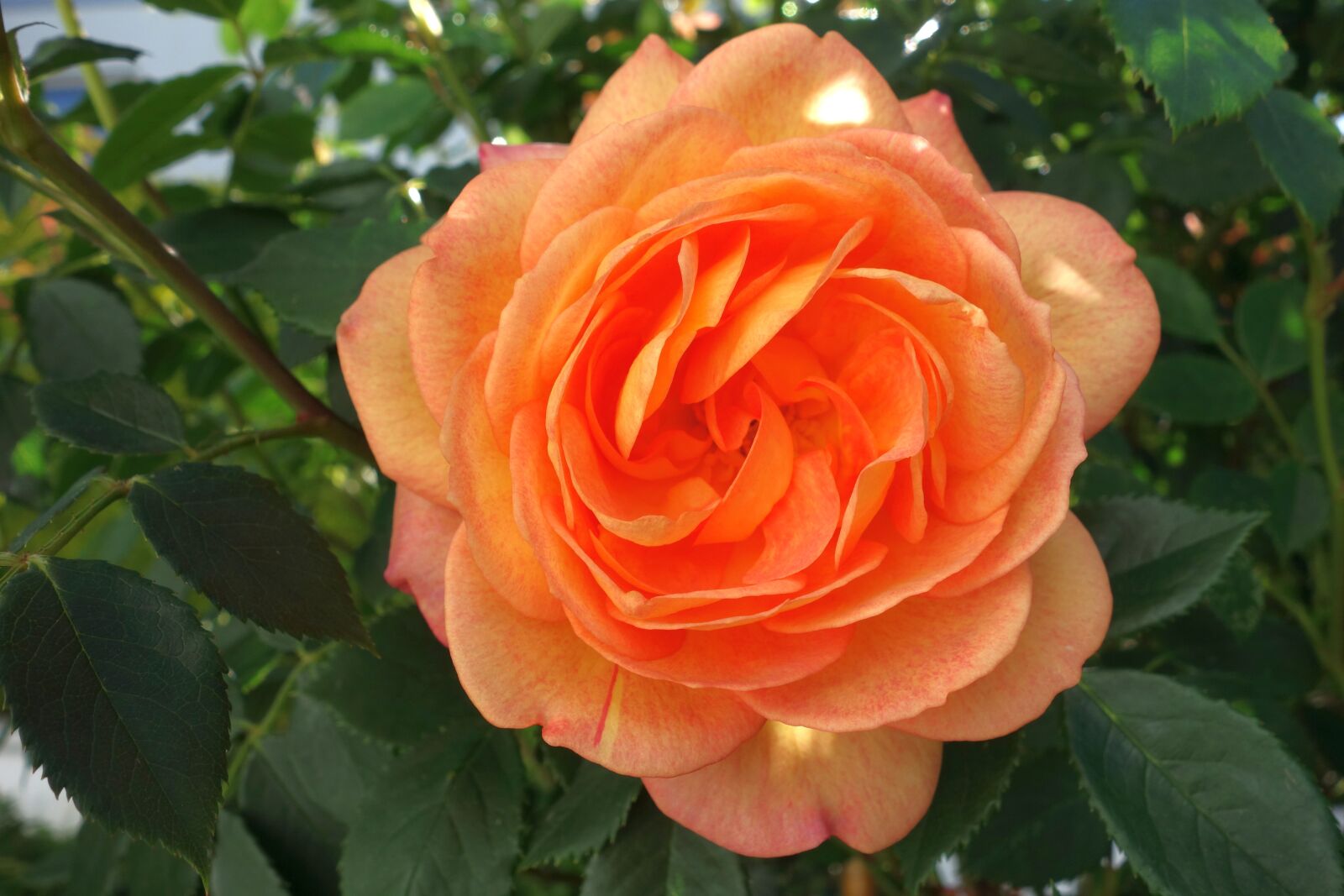 Sony Cyber-shot DSC-RX100 sample photo. Roses, rose flower, garden photography
