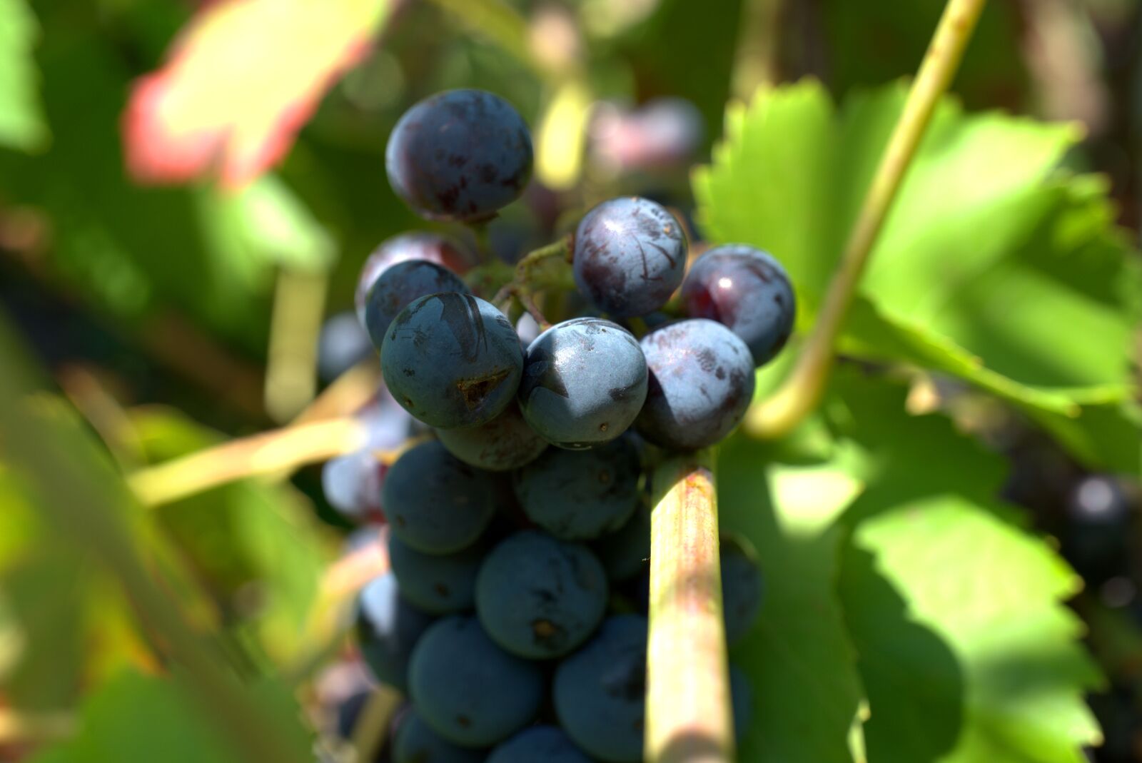 Sony a7 II sample photo. Grapes, wine, winegrowing photography