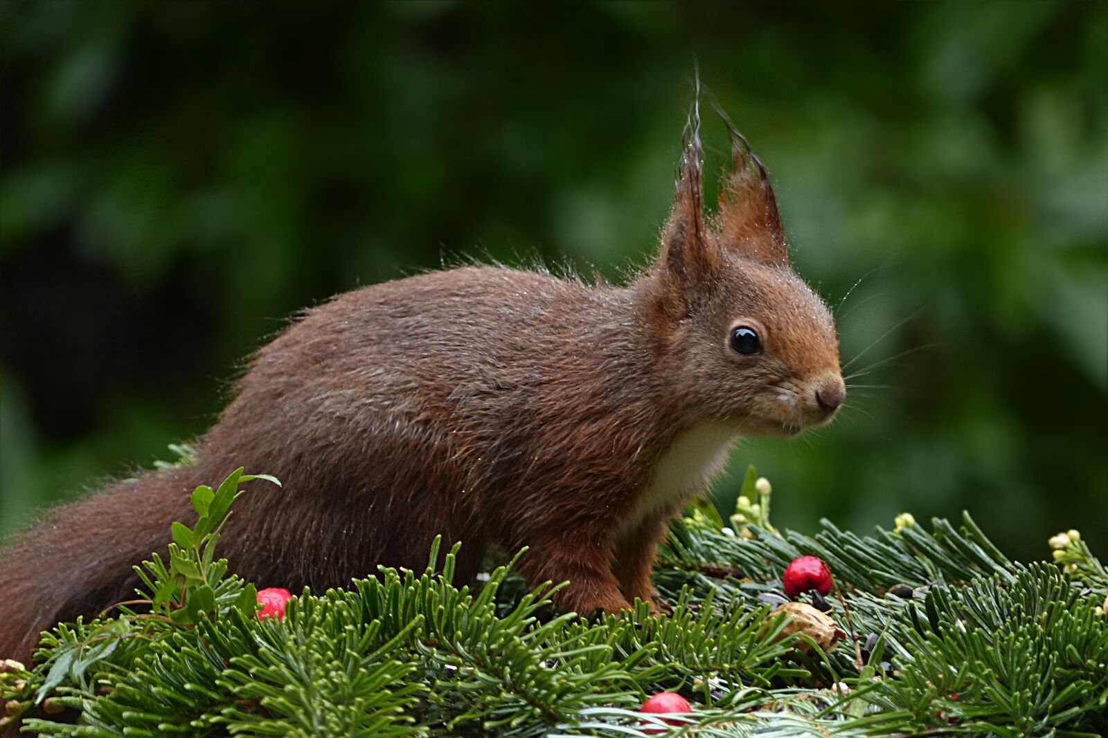 Panasonic Lumix DMC-FZ200 sample photo. Animal, squirrel, sciurus vulgaris photography
