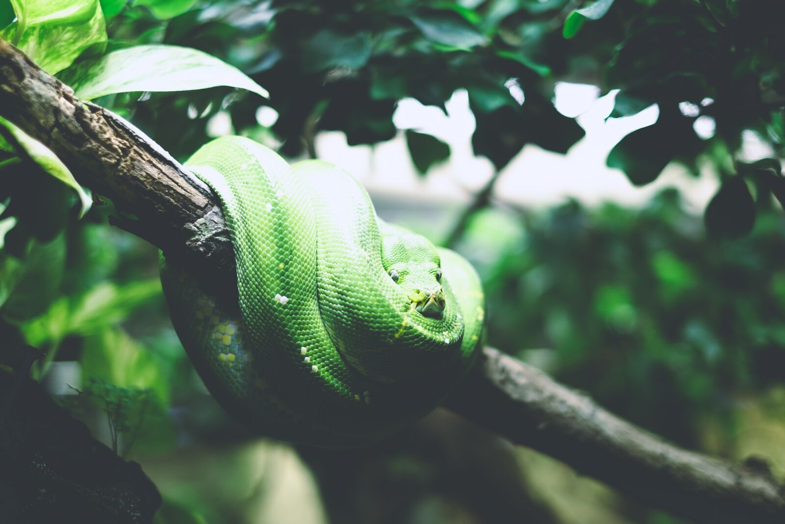 Fujifilm X-Pro1 + Fujifilm XF 35mm F1.4 R sample photo. Animal, close-up, macro photography