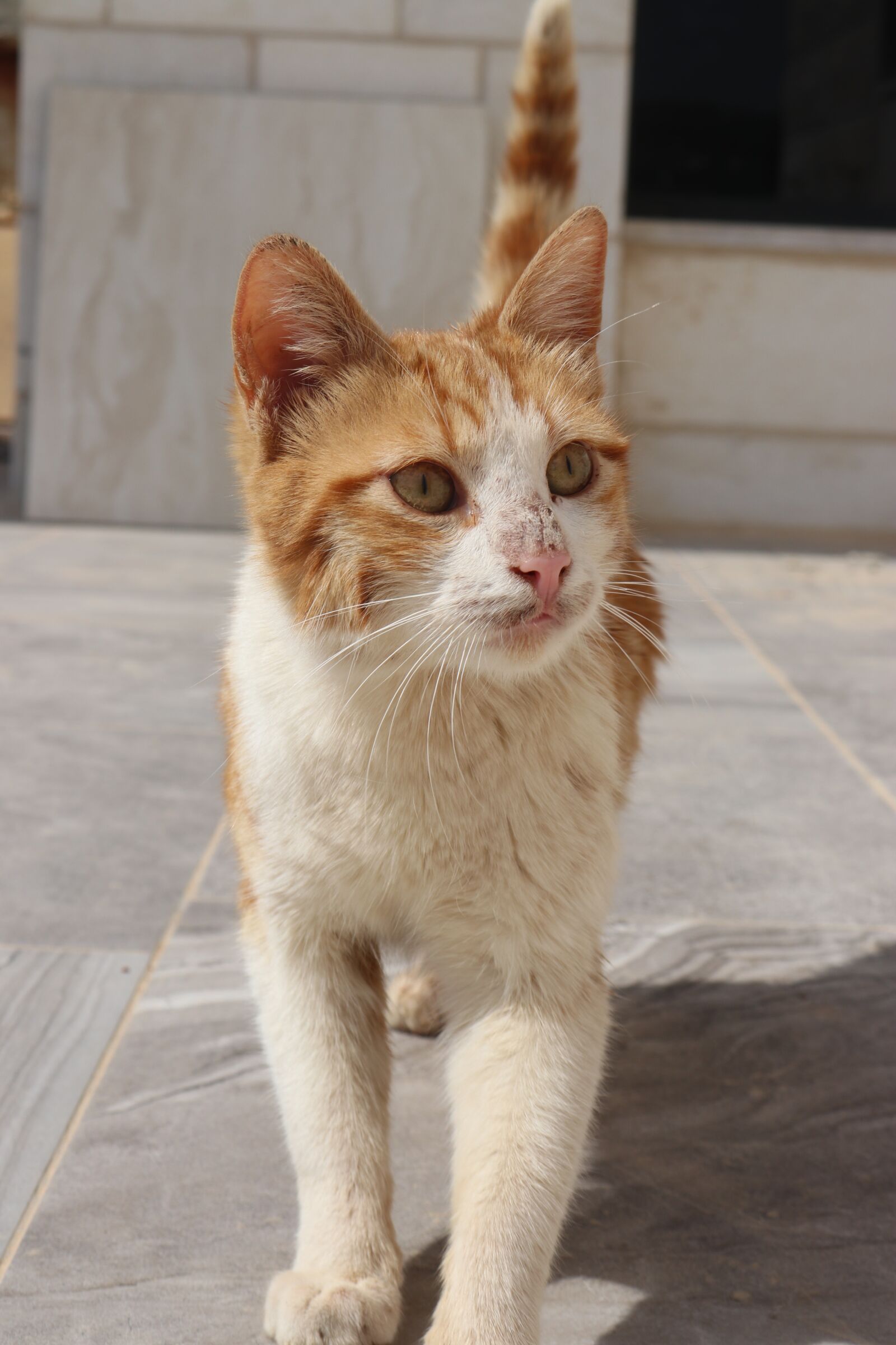 Canon EOS 80D sample photo. Animal, cute, cat photography