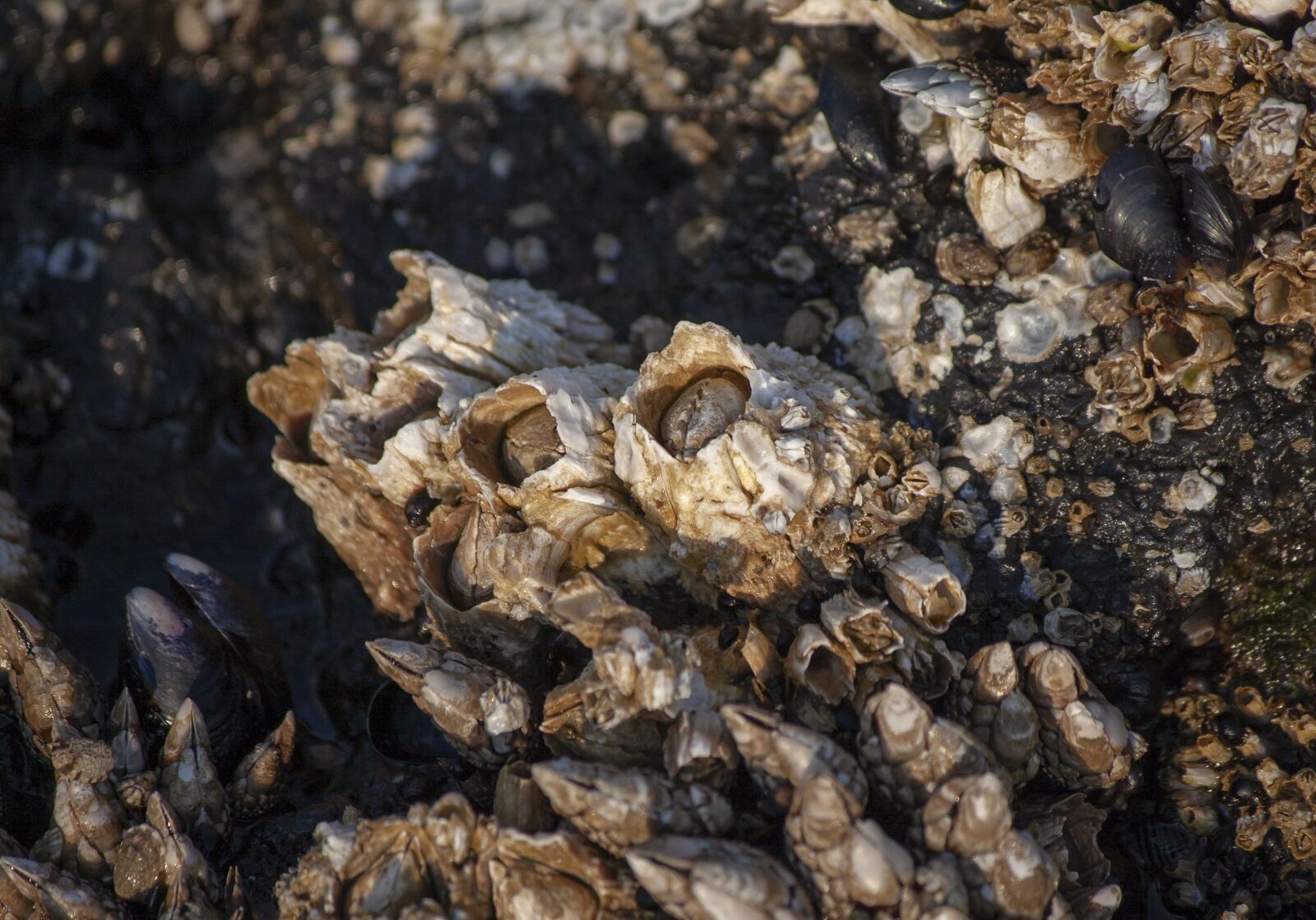 Canon EOS 350D (EOS Digital Rebel XT / EOS Kiss Digital N) sample photo. Barnacles, sea life, shell photography