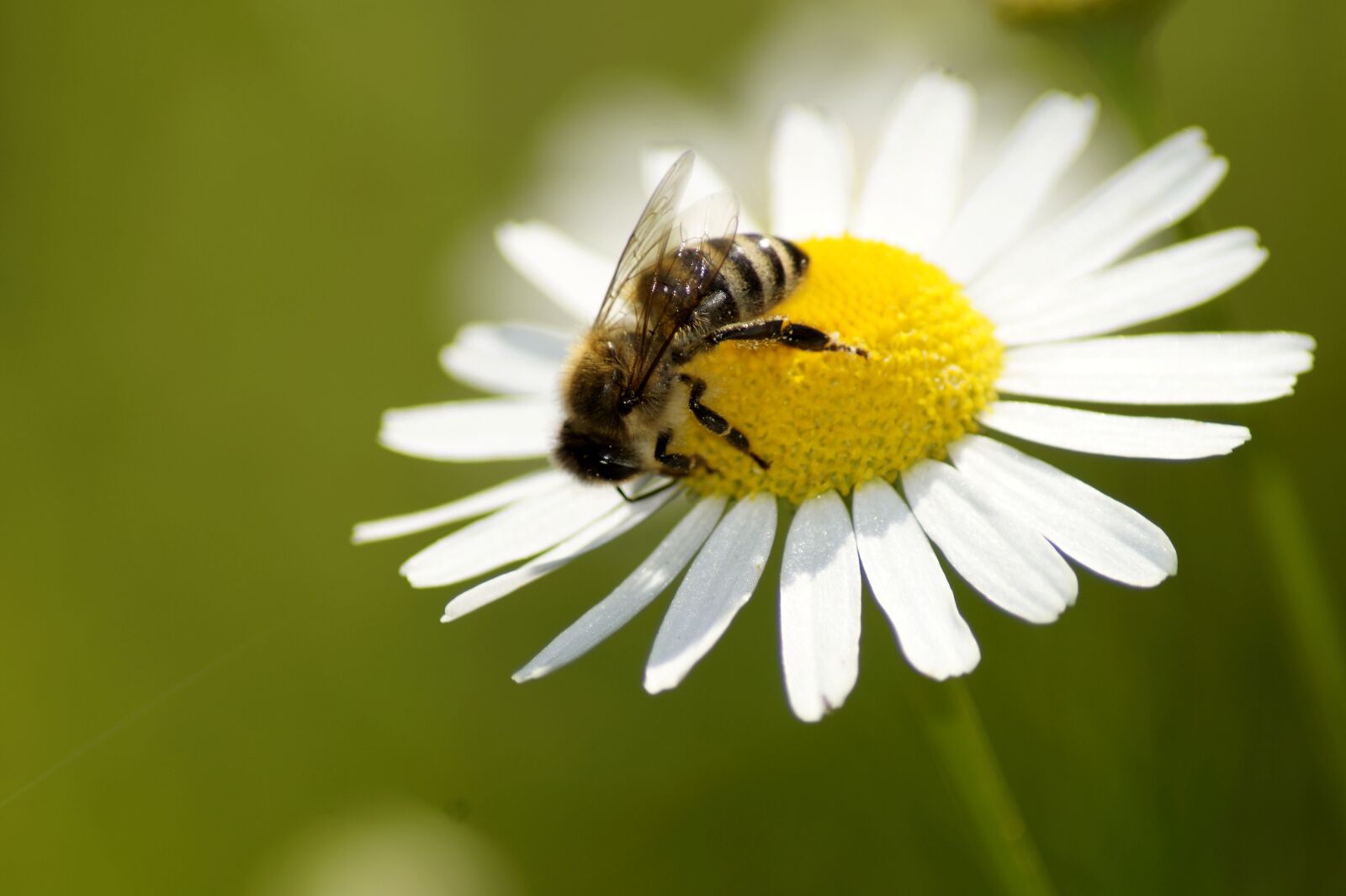 Sony SLT-A58 sample photo. Daisy, bee, flower photography