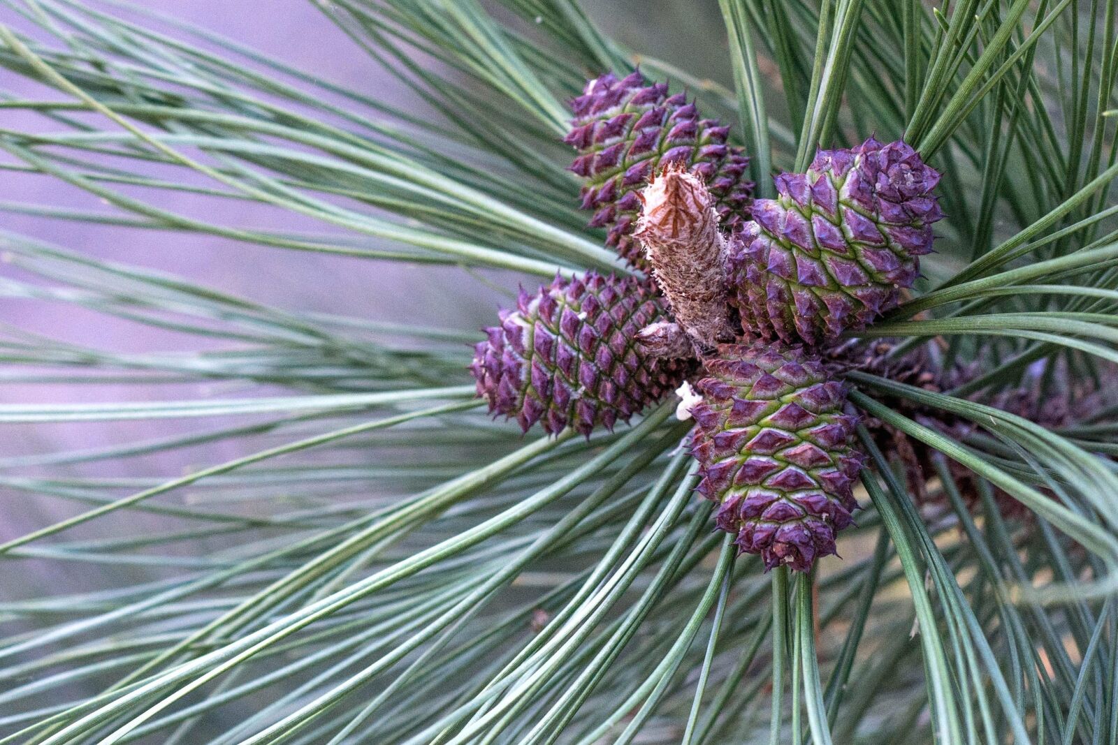 Nikon D5200 sample photo. Branch, conifer, pine tree photography
