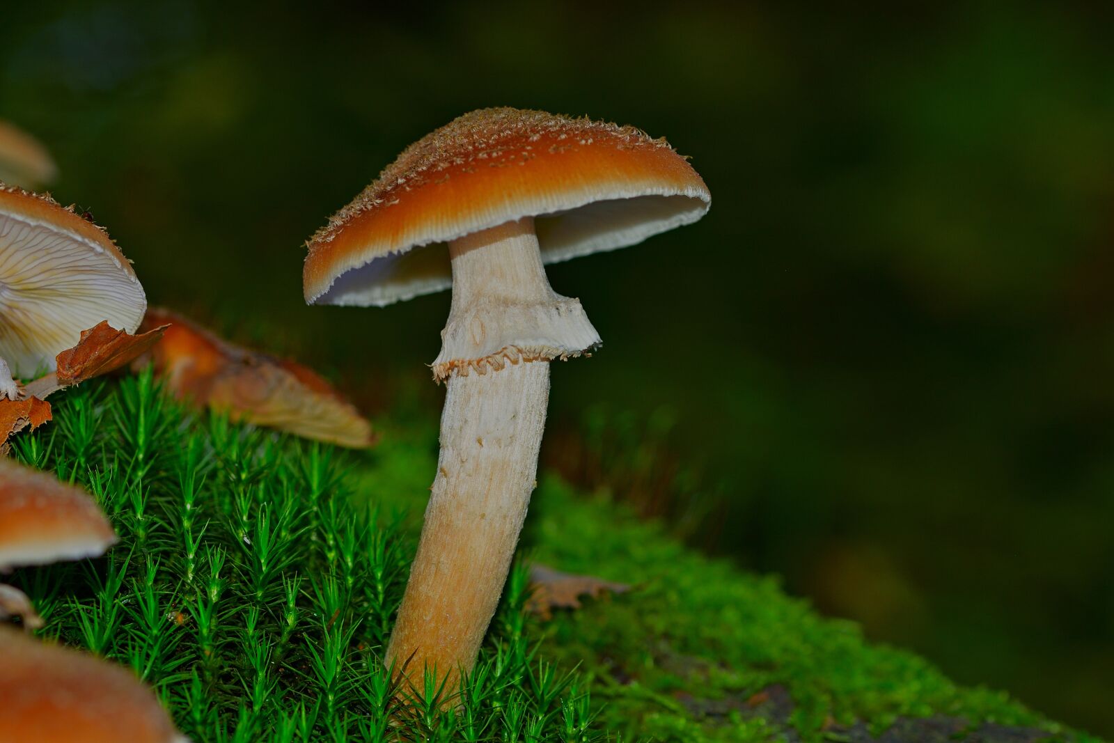 Nikon D5200 sample photo. Mushroom, moss, autumn photography