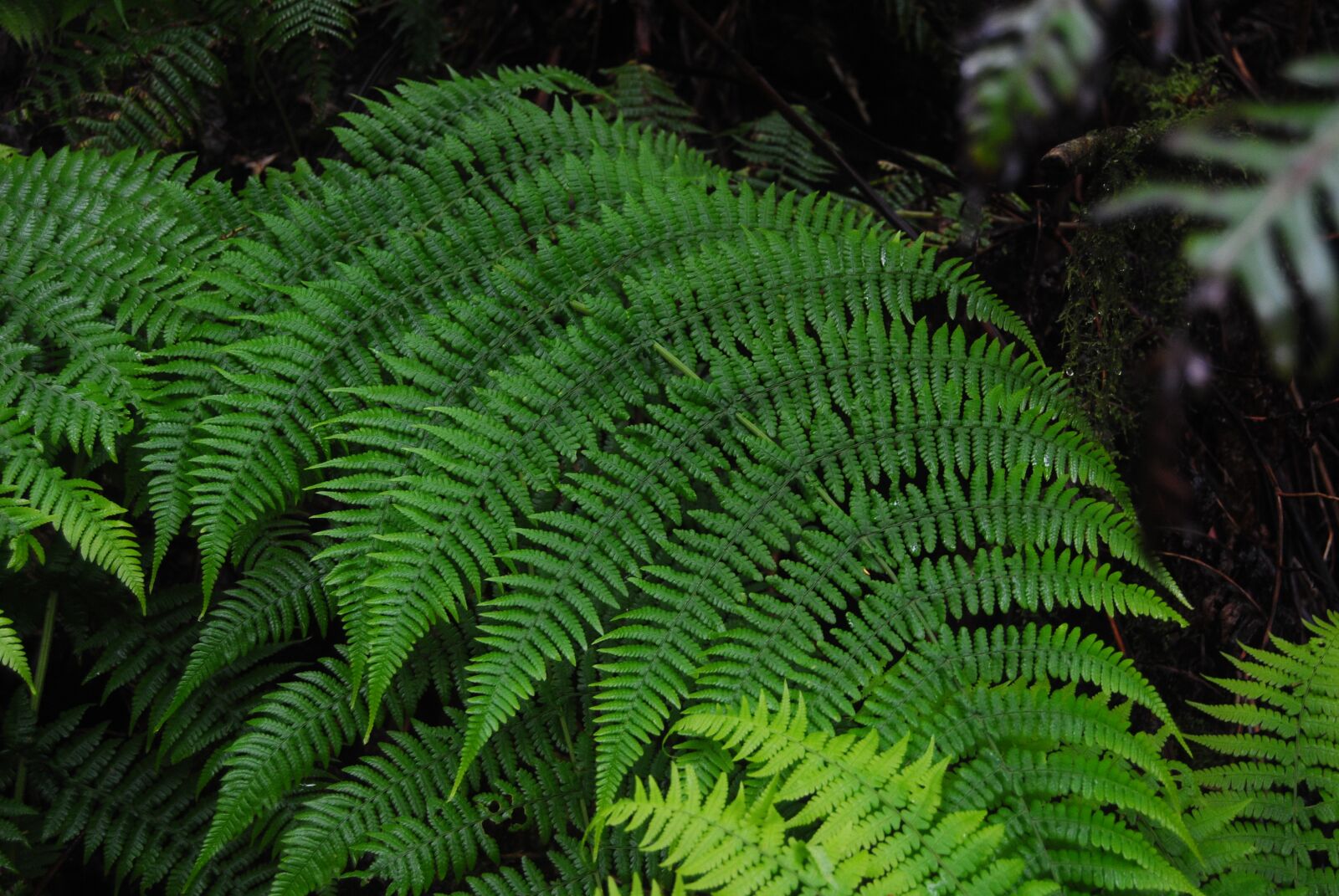 Nikon D3000 sample photo. Fern, trail, tenerife photography