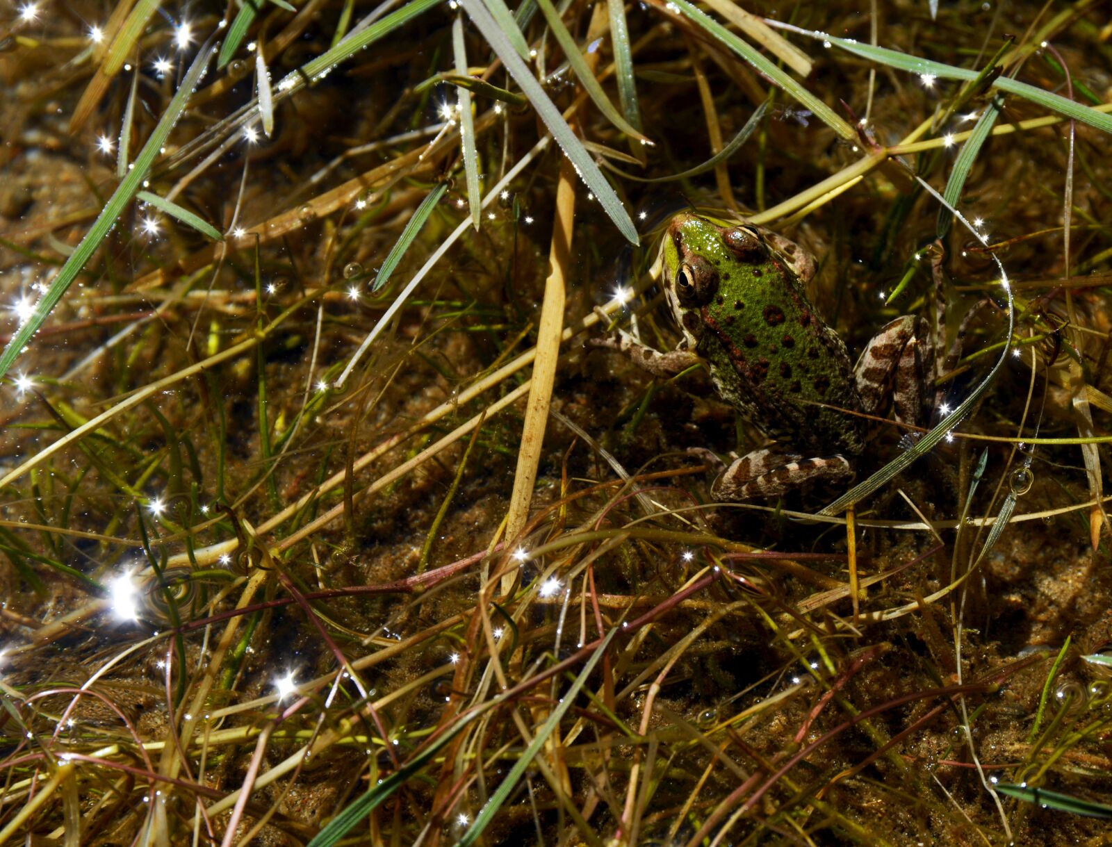 Nikon D5200 sample photo. Animal, amphibious, frog photography