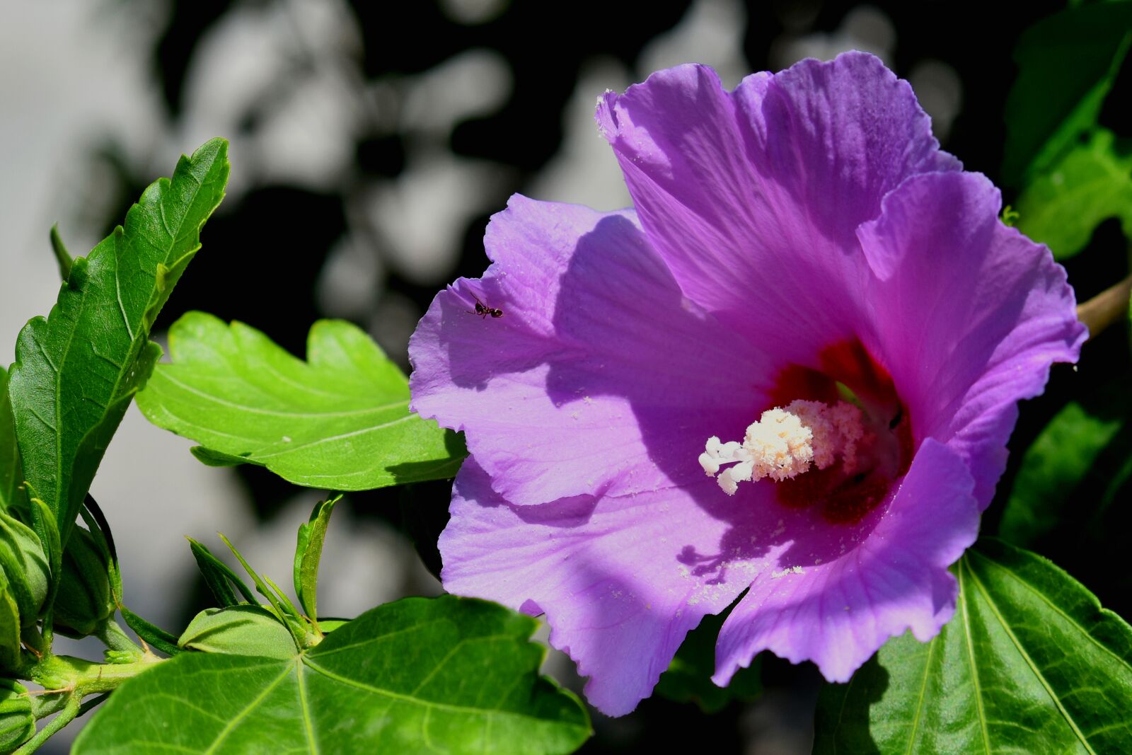 Nikon D3500 sample photo. Hibiscus, flower, bloom photography