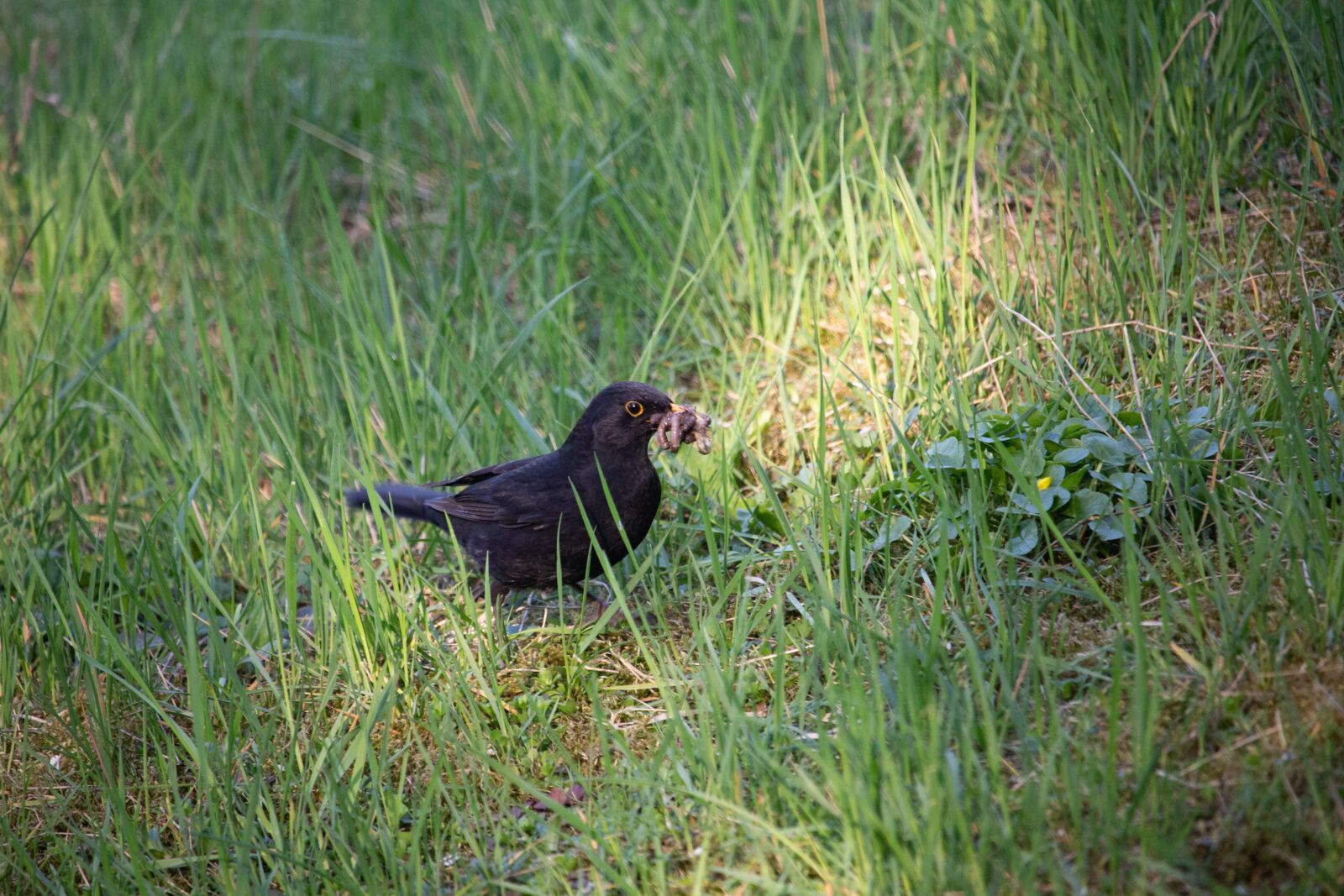 Canon EOS 100D (EOS Rebel SL1 / EOS Kiss X7) sample photo. Black bird, bird, nature photography