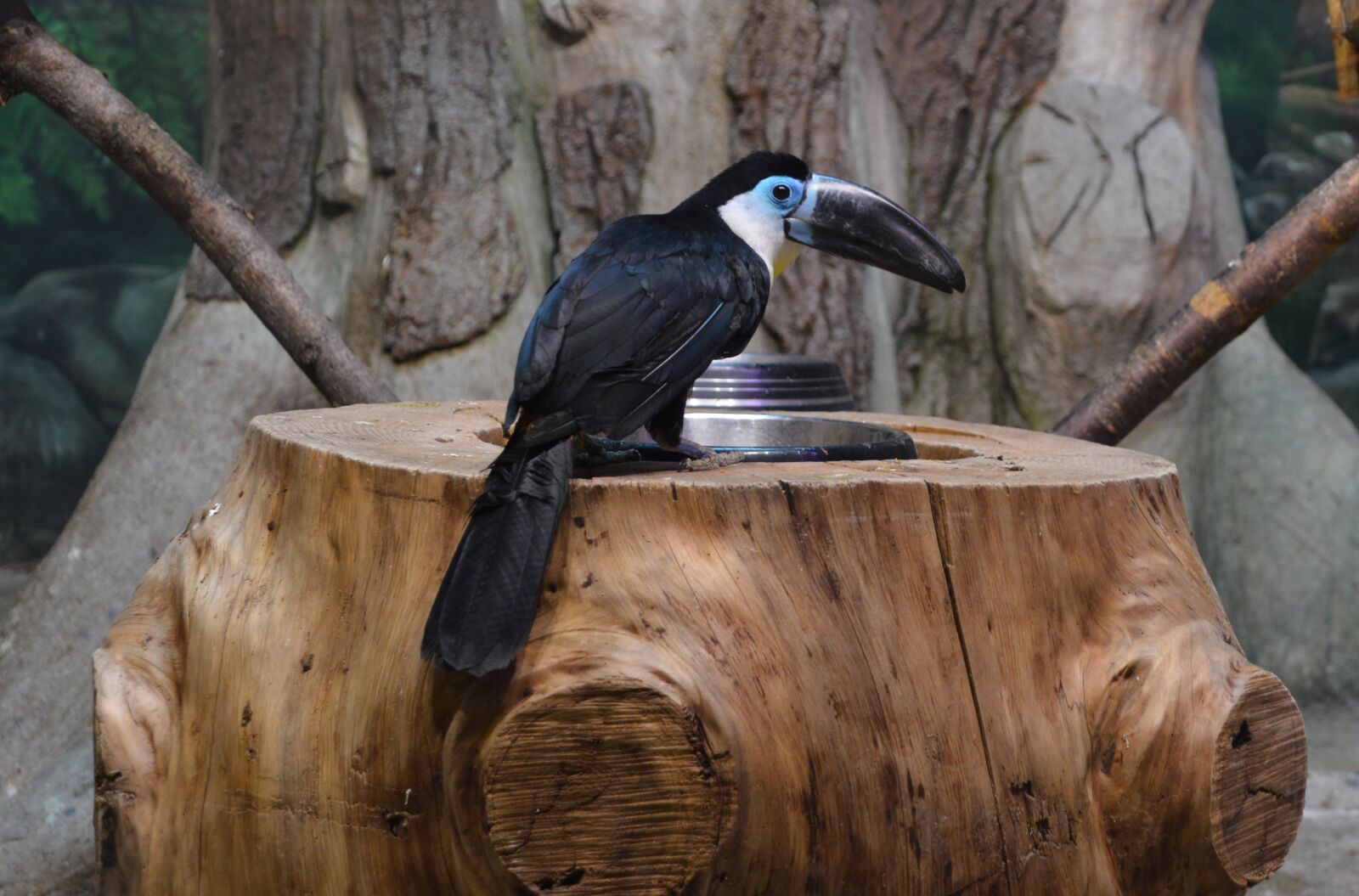 Nikon D3200 sample photo. Bird, nature, animal photography