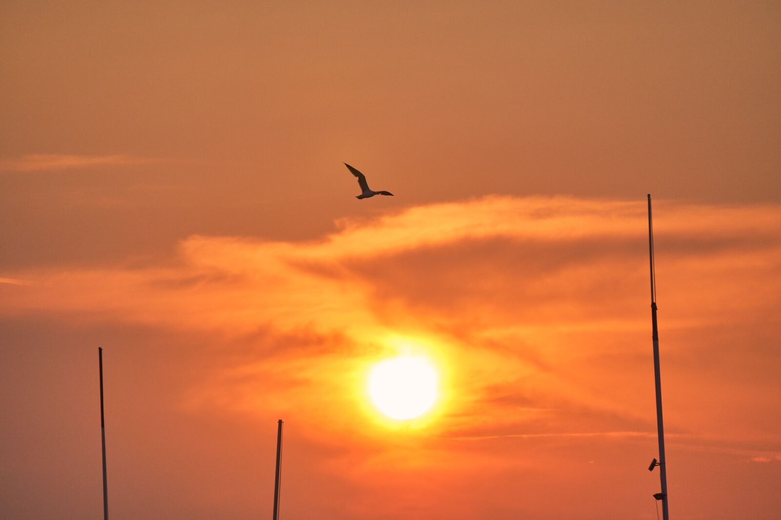 Sony E 55-210mm F4.5-6.3 OSS sample photo. Seagull, sunset, afterglow photography
