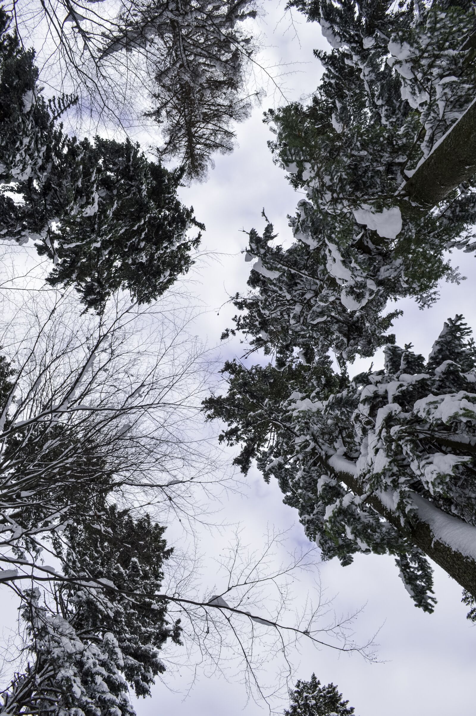 Nikon D3200 sample photo. Cold, december, forest photography
