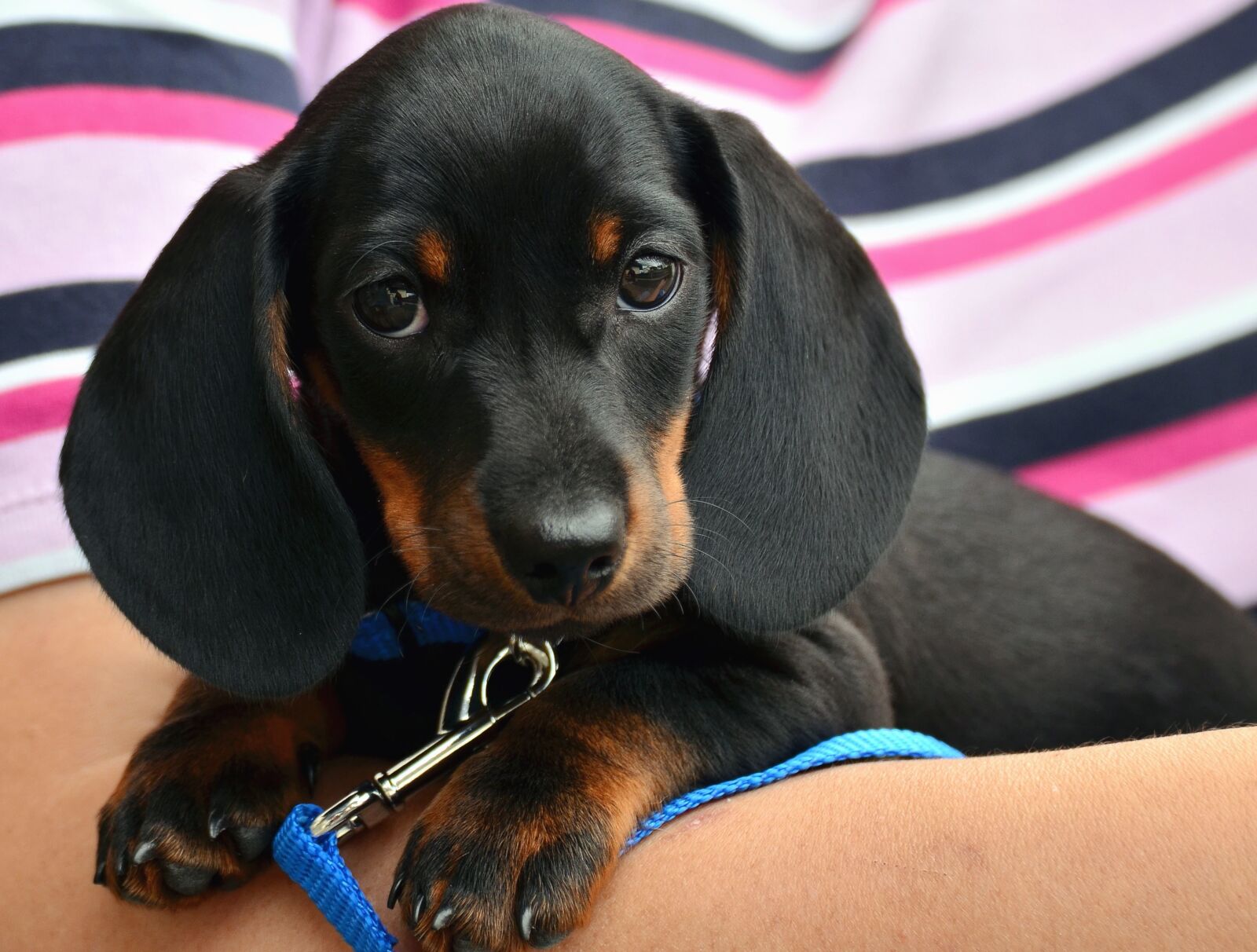 Nikon D5100 sample photo. Dog, pet, animal, head photography