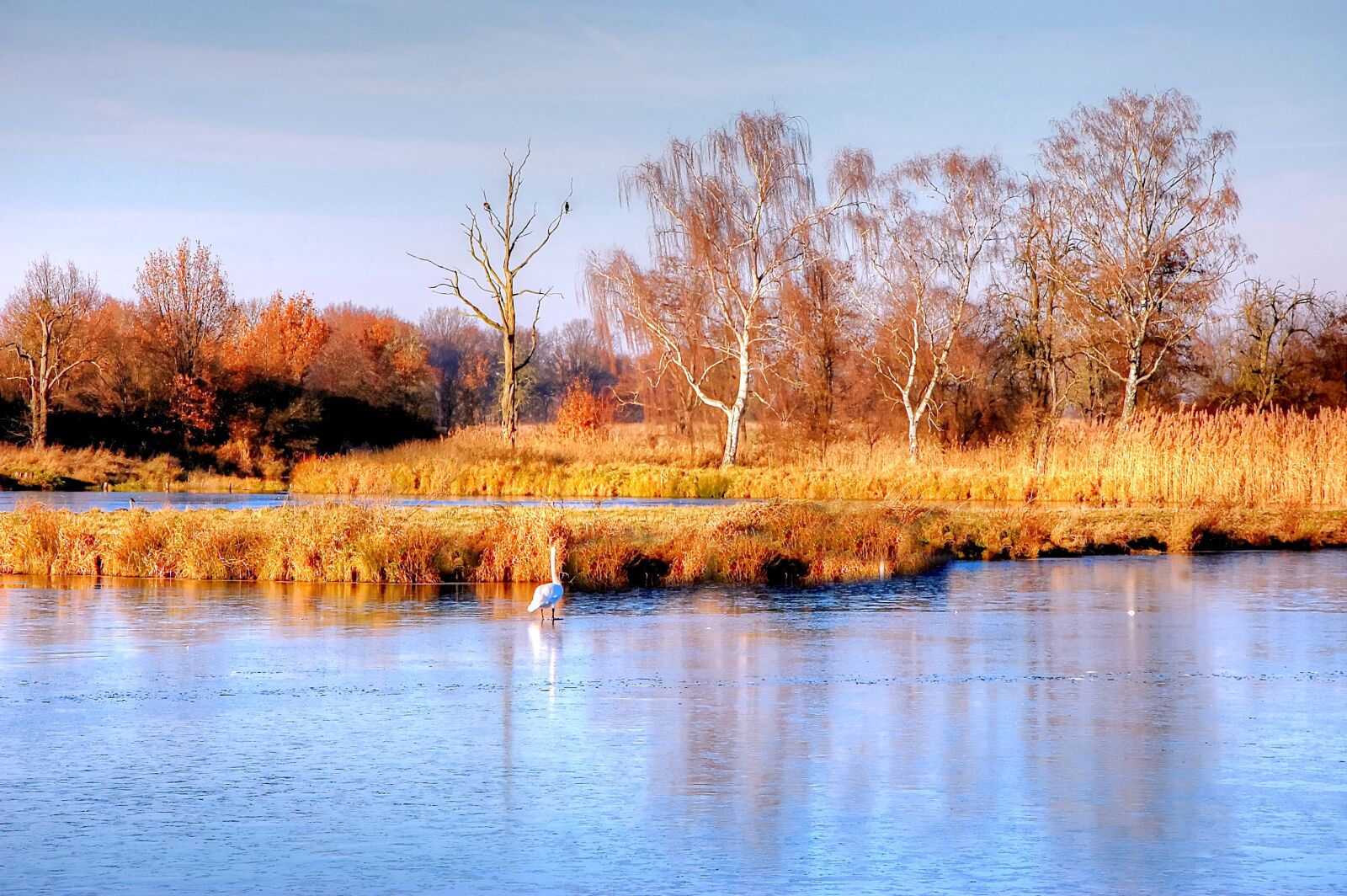Nikon D40 sample photo. Pond, swan, water photography