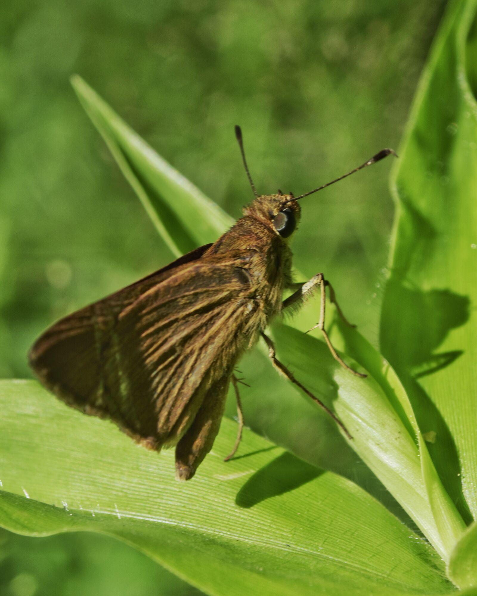 Nikon D5500 sample photo. Arthropoda, arthropod, insecta photography