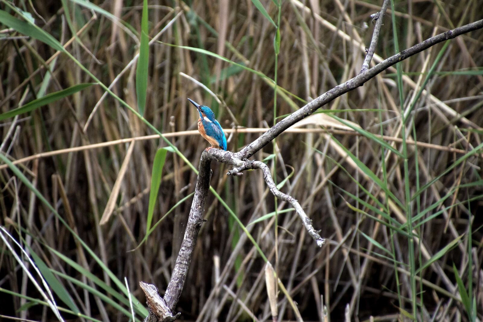 Canon EOS 70D sample photo. Bird, animal, reed grass photography