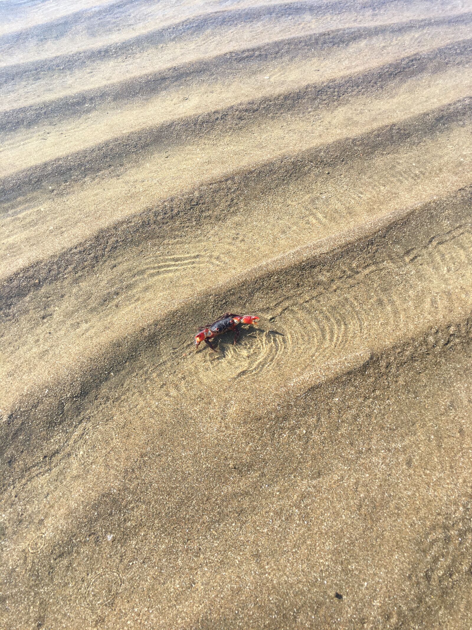 iPhone 6s Plus back camera 4.15mm f/2.2 sample photo. Bay, 螃蟹, crab photography