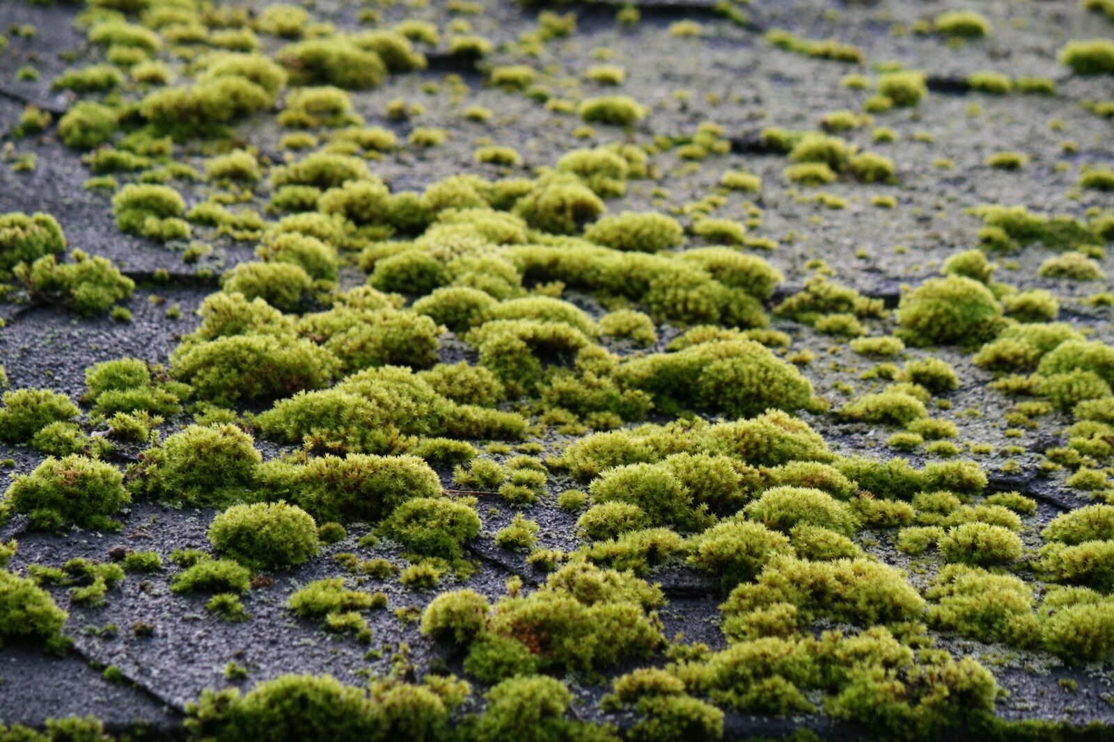 Canon EOS 400D (EOS Digital Rebel XTi / EOS Kiss Digital X) sample photo. Moss, roof, old photography