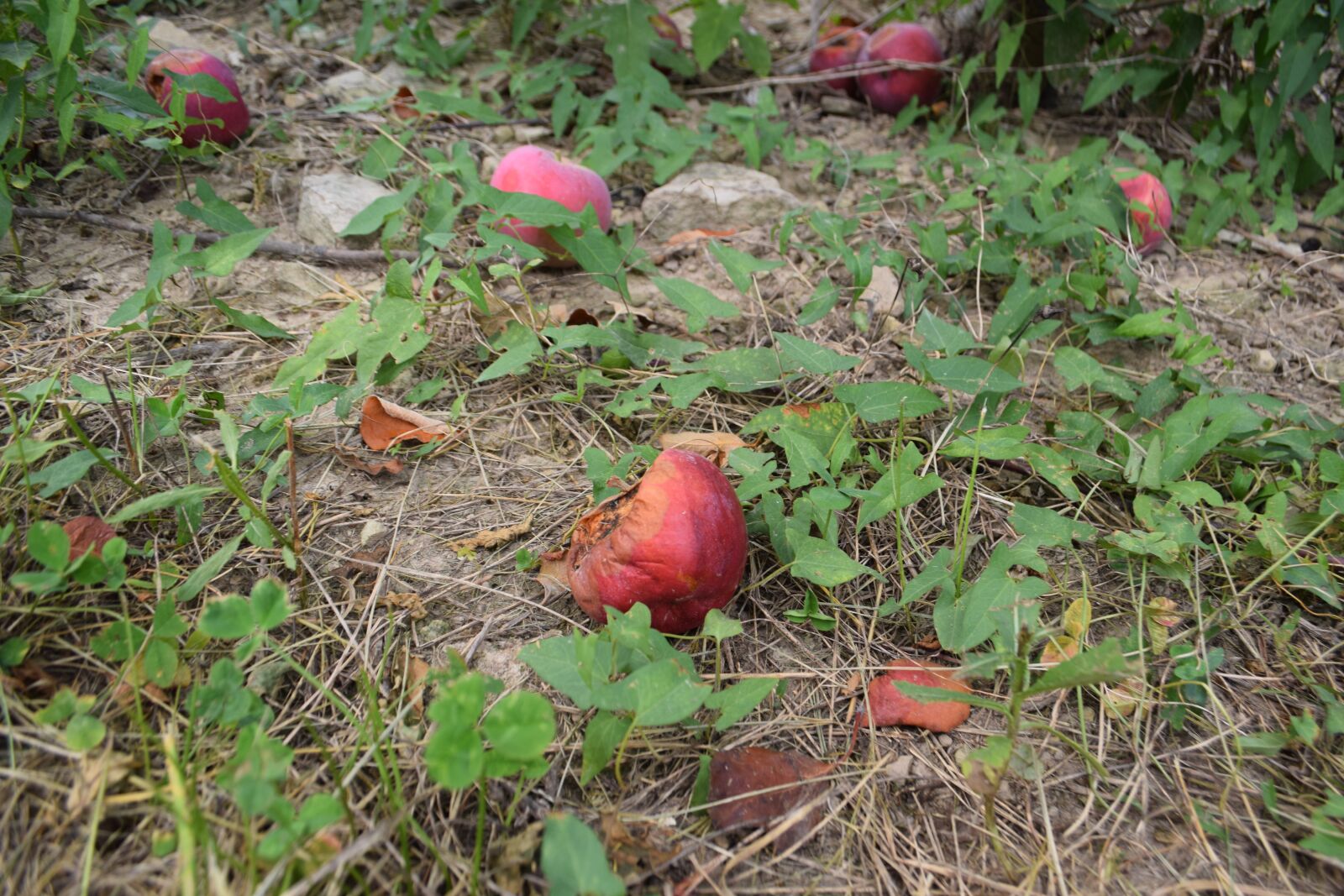 Nikon D3300 sample photo. Rotten, apple, orchard photography