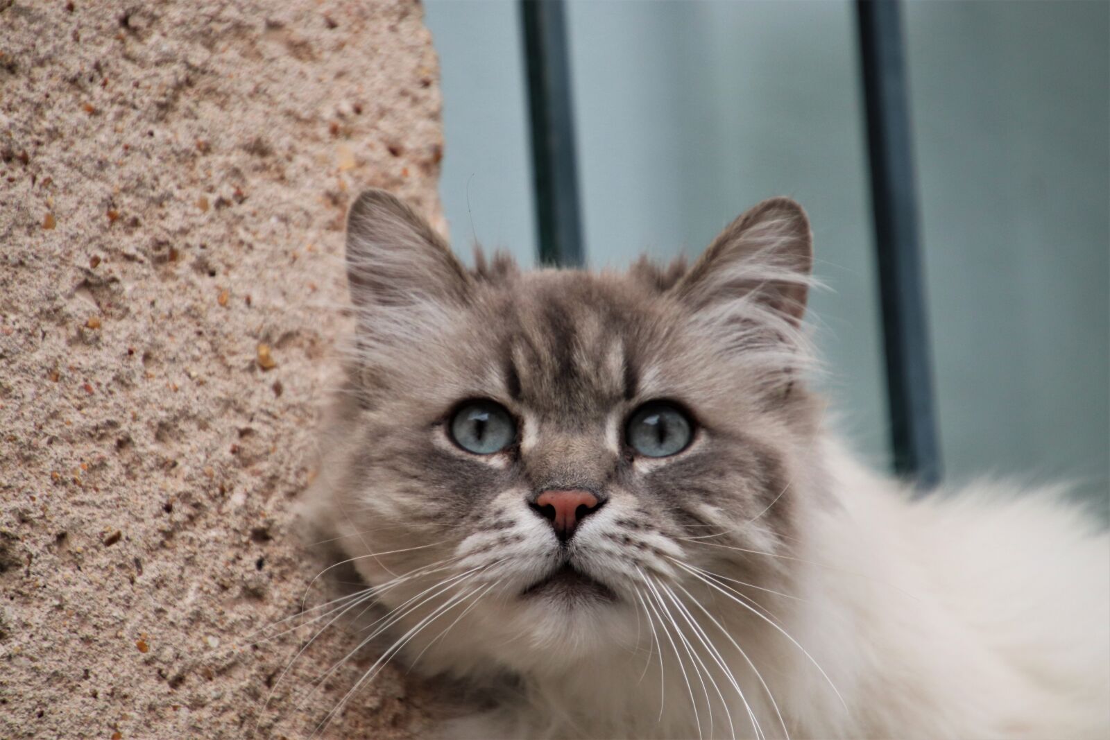 Canon EOS 800D (EOS Rebel T7i / EOS Kiss X9i) sample photo. Cats, felines, cute photography