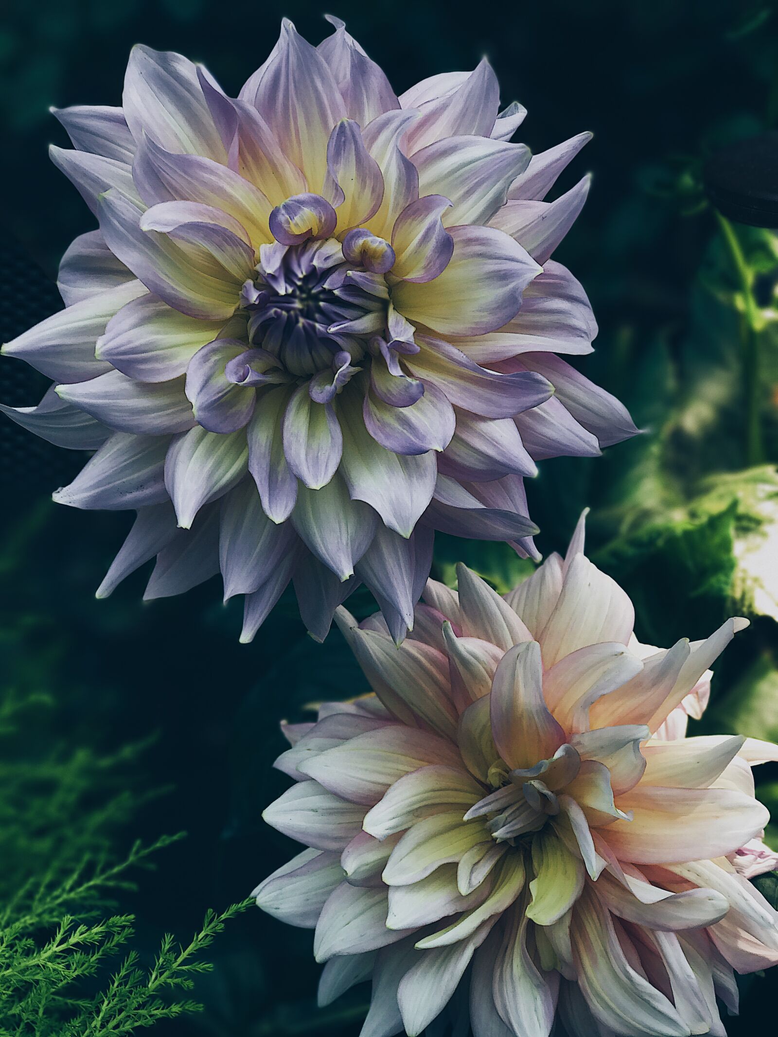 Apple iPhone 7 Plus sample photo. Dahlia, flowers photography