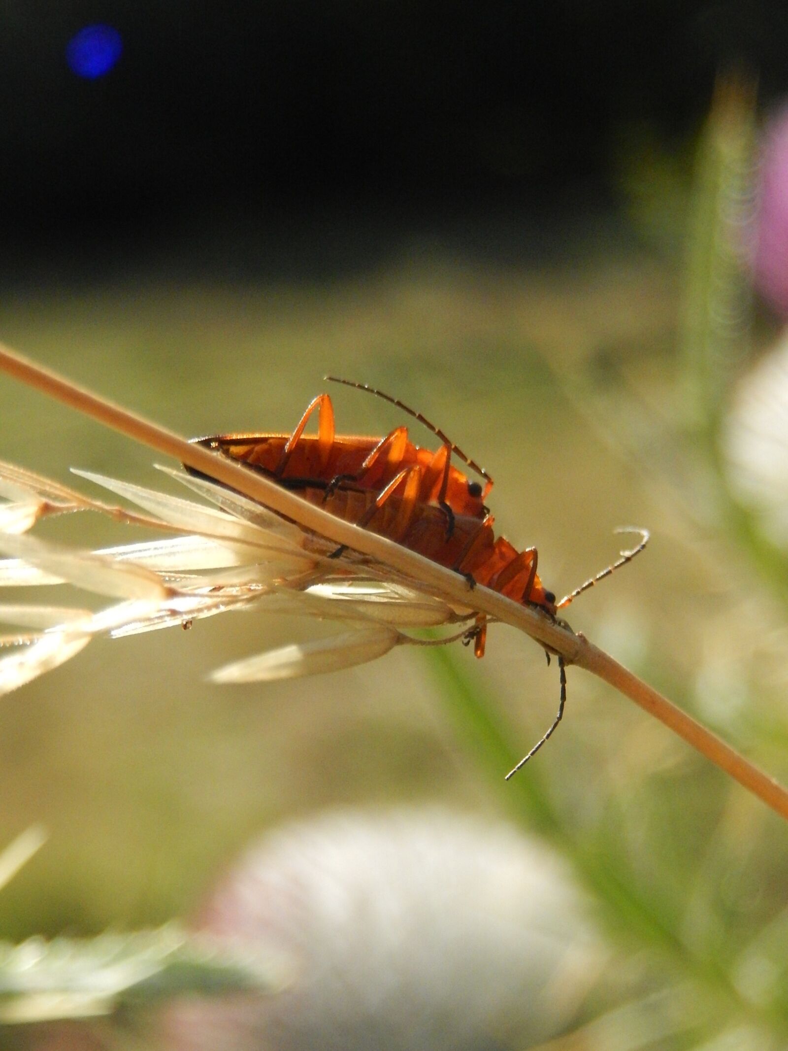 Nikon Coolpix S9500 sample photo. Insects, field, nature photography