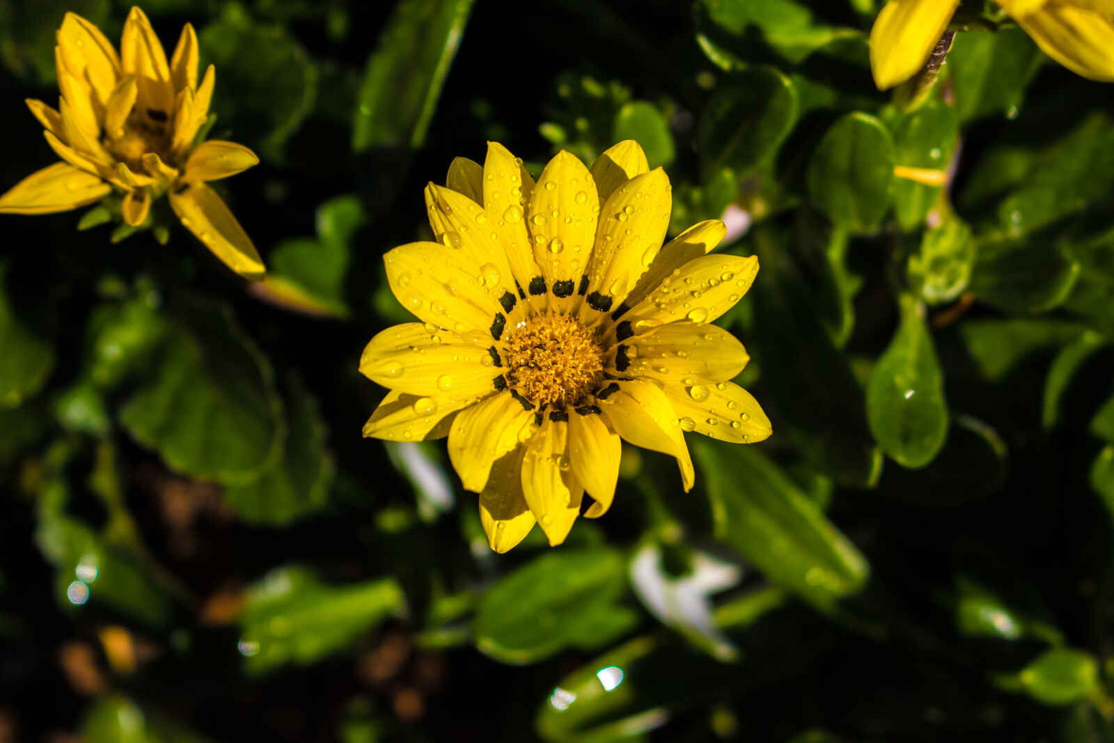 Canon EOS 7D Mark II sample photo. Droplets, flowers, garden, yellow photography