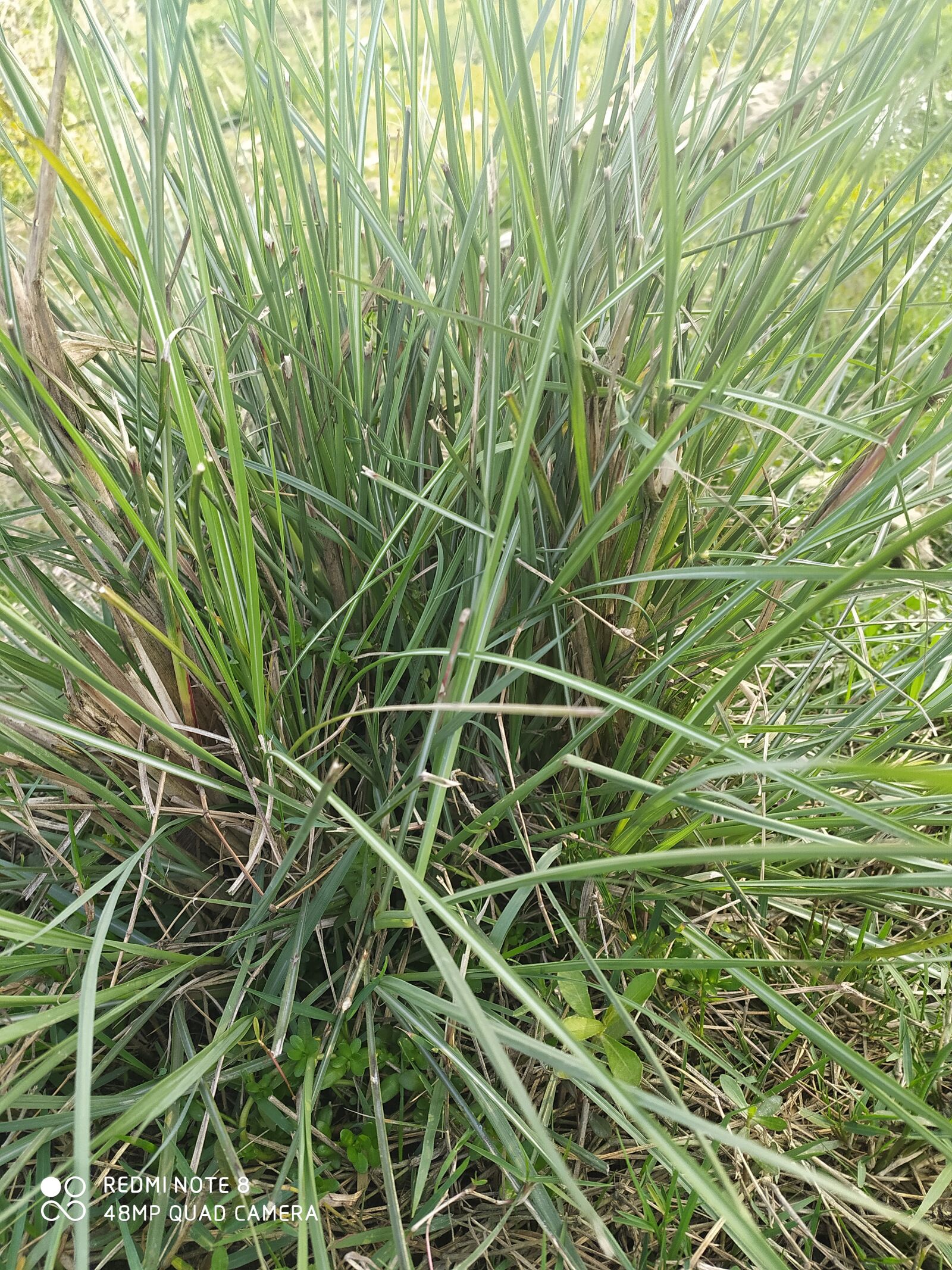 Xiaomi Redmi Note 8 sample photo. Grass, greener, photo shot photography
