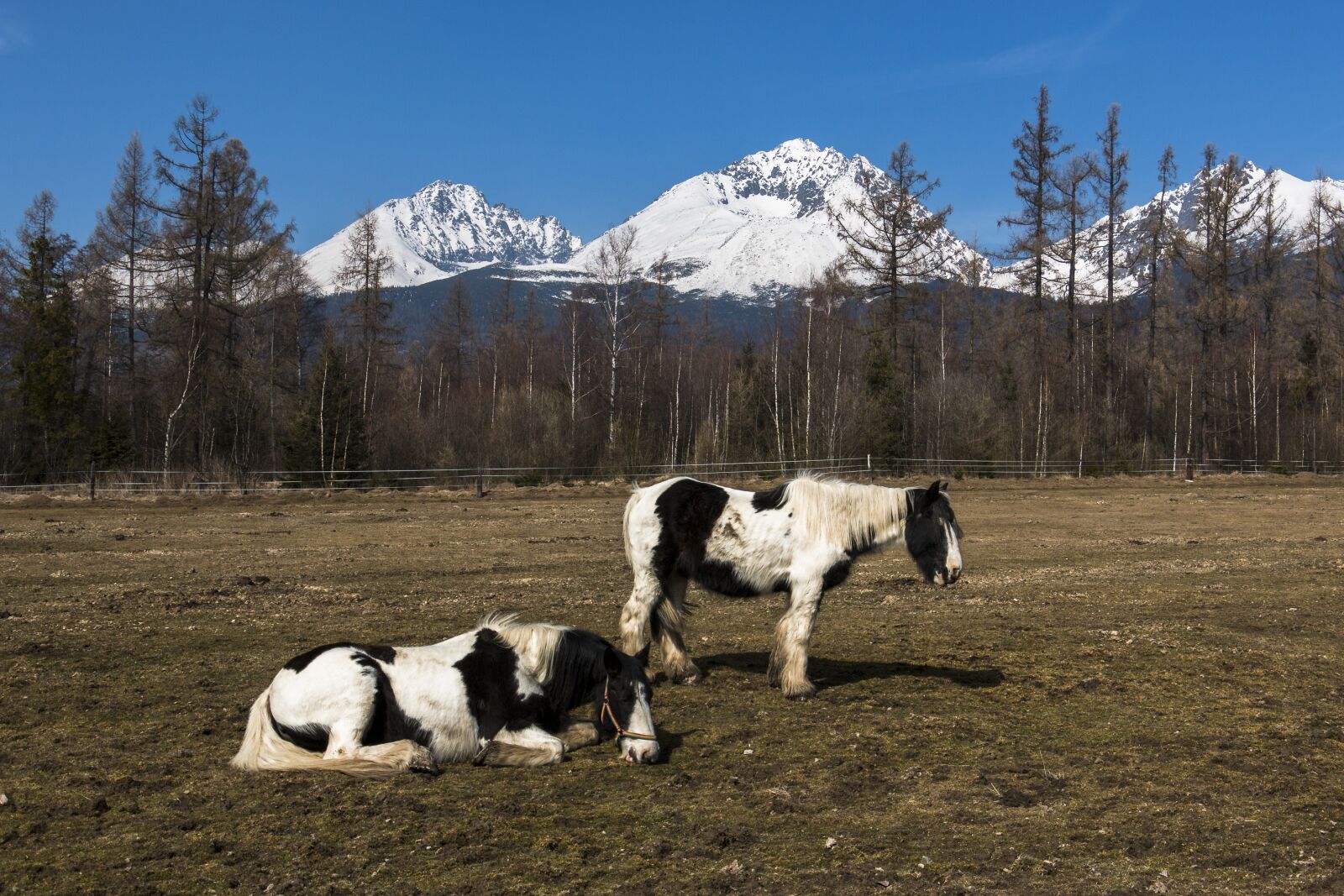 Canon EOS 70D sample photo. Horses, animals, meadow photography