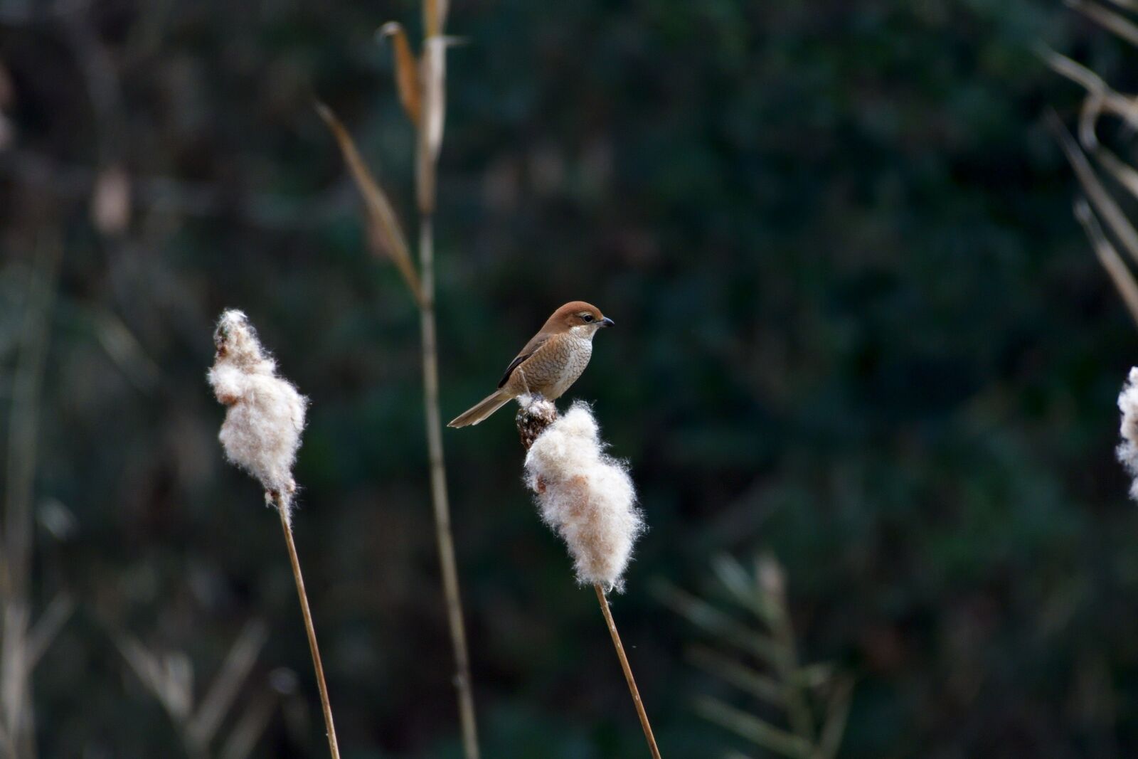 Nikon D500 sample photo. Natural, outdoors, bird photography
