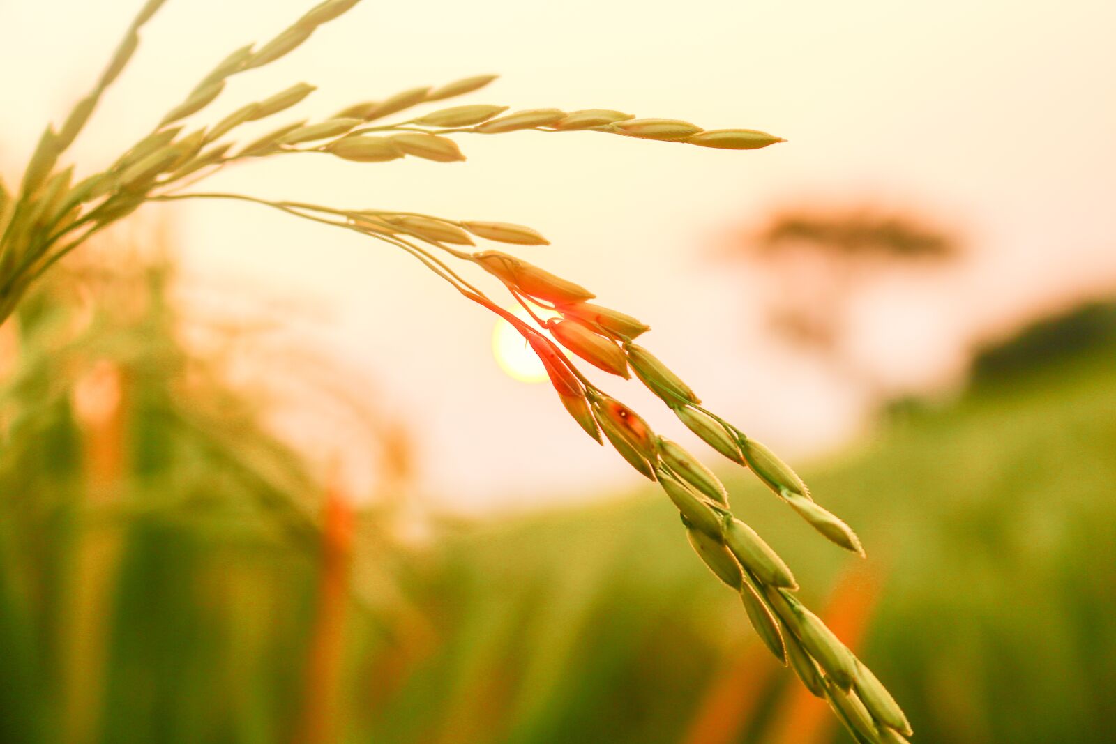 Canon EOS 750D (EOS Rebel T6i / EOS Kiss X8i) sample photo. Rice, rice seeds, agriculture photography