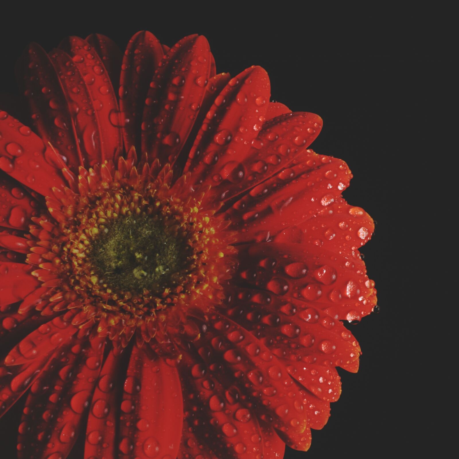 Canon EOS 350D (EOS Digital Rebel XT / EOS Kiss Digital N) sample photo. Gerbera, red, flower photography