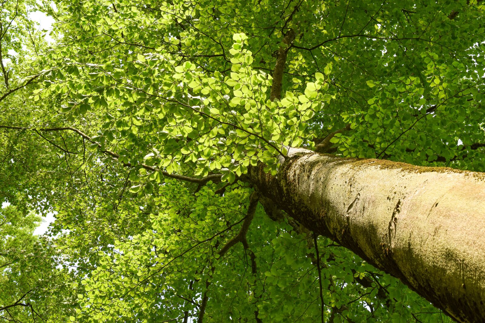 Nikon D5300 sample photo. Tree, beech, forest photography