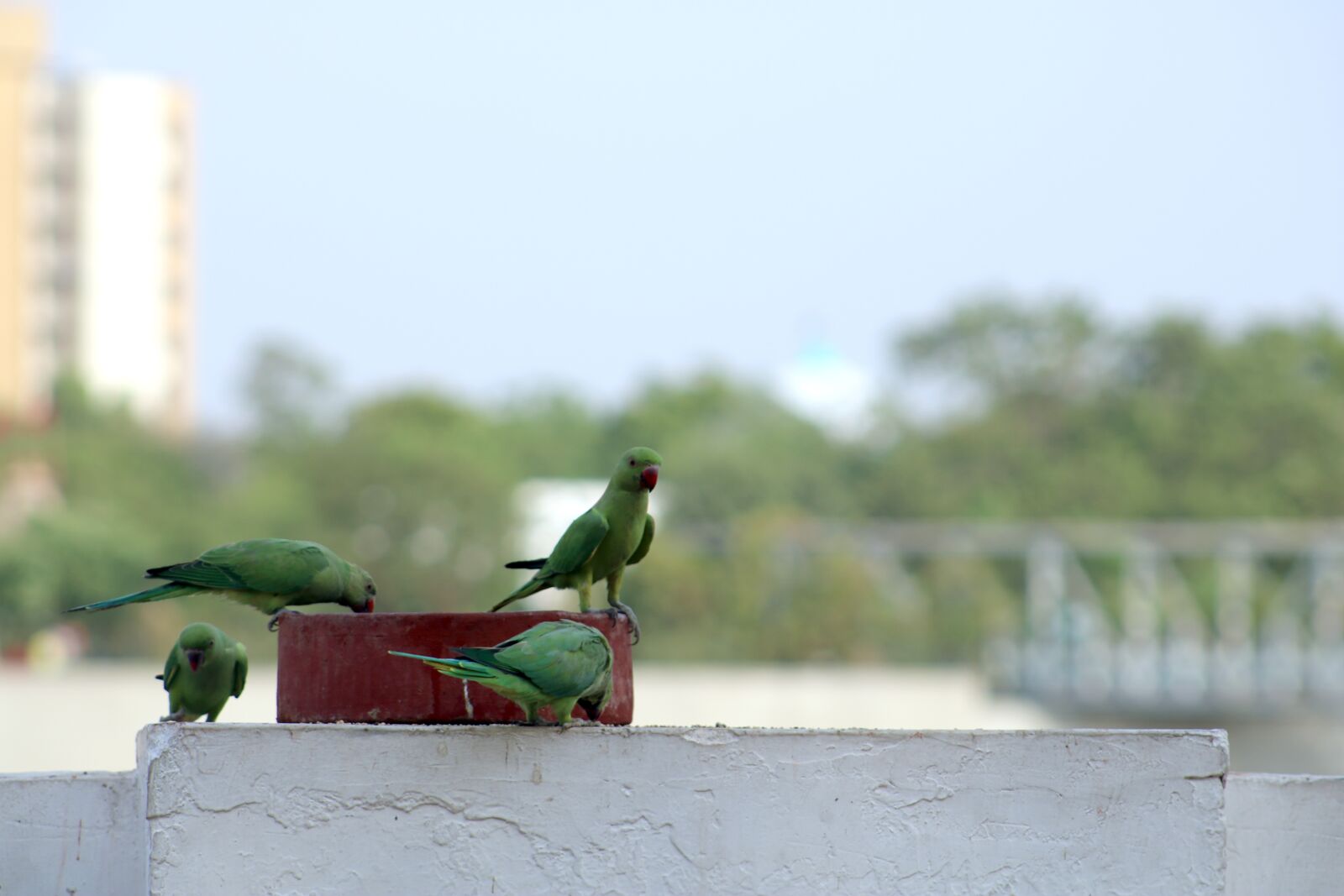 Canon EOS 750D (EOS Rebel T6i / EOS Kiss X8i) sample photo. Parrot, bird, animal photography