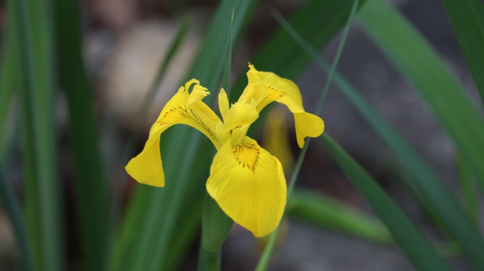 Canon EOS 77D (EOS 9000D / EOS 770D) sample photo. Yellow flower, yellow, flowers photography