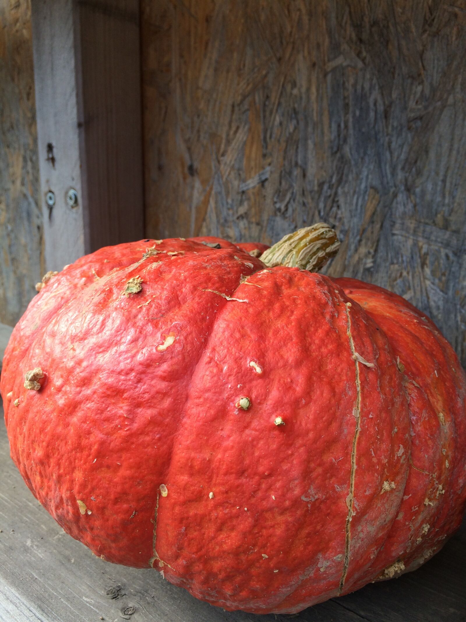 iPhone 5s back camera 4.15mm f/2.2 sample photo. Pumpkin, gourd, thanksgiving photography